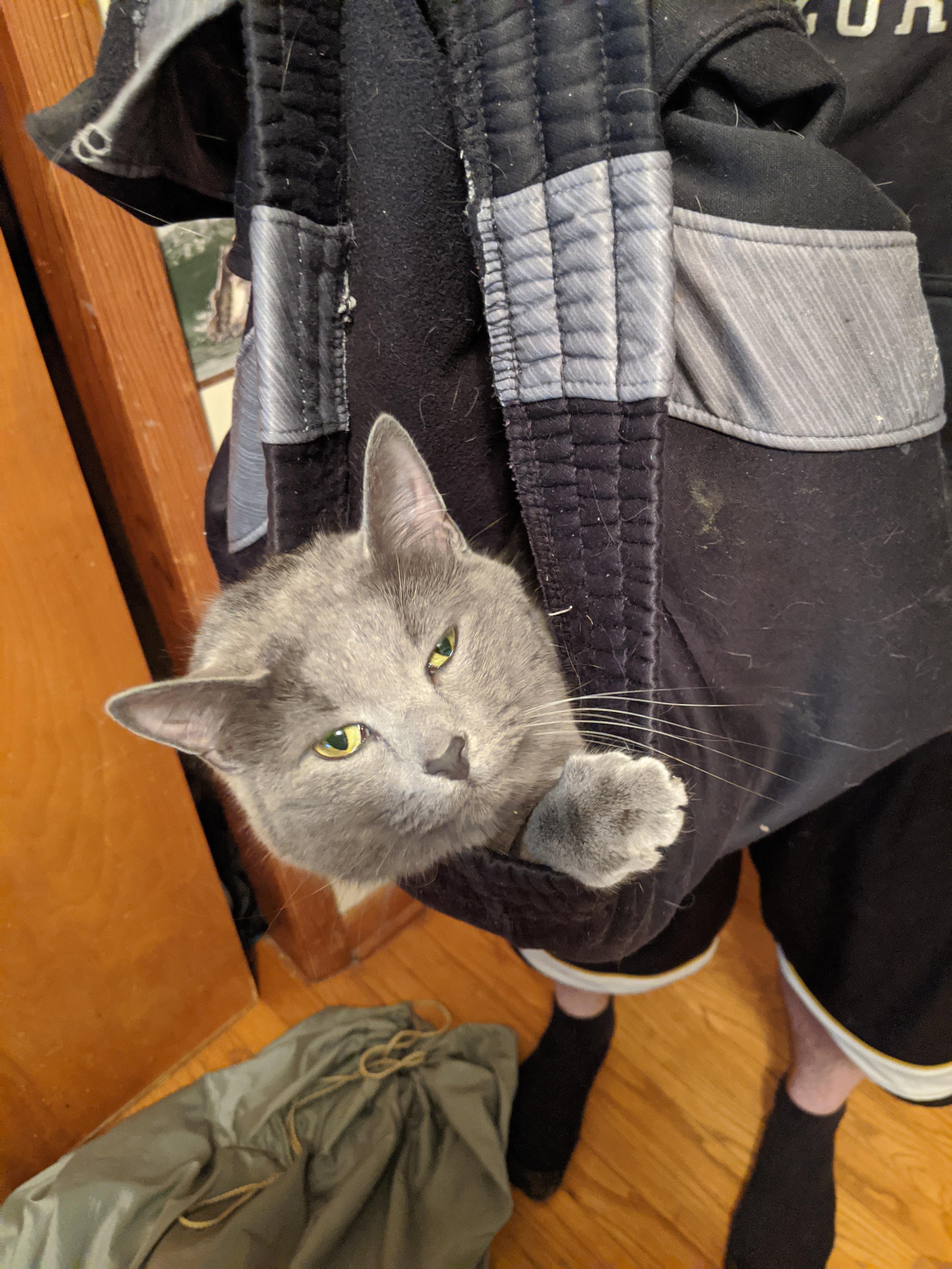 Cat in pants taxi r/catsinpants