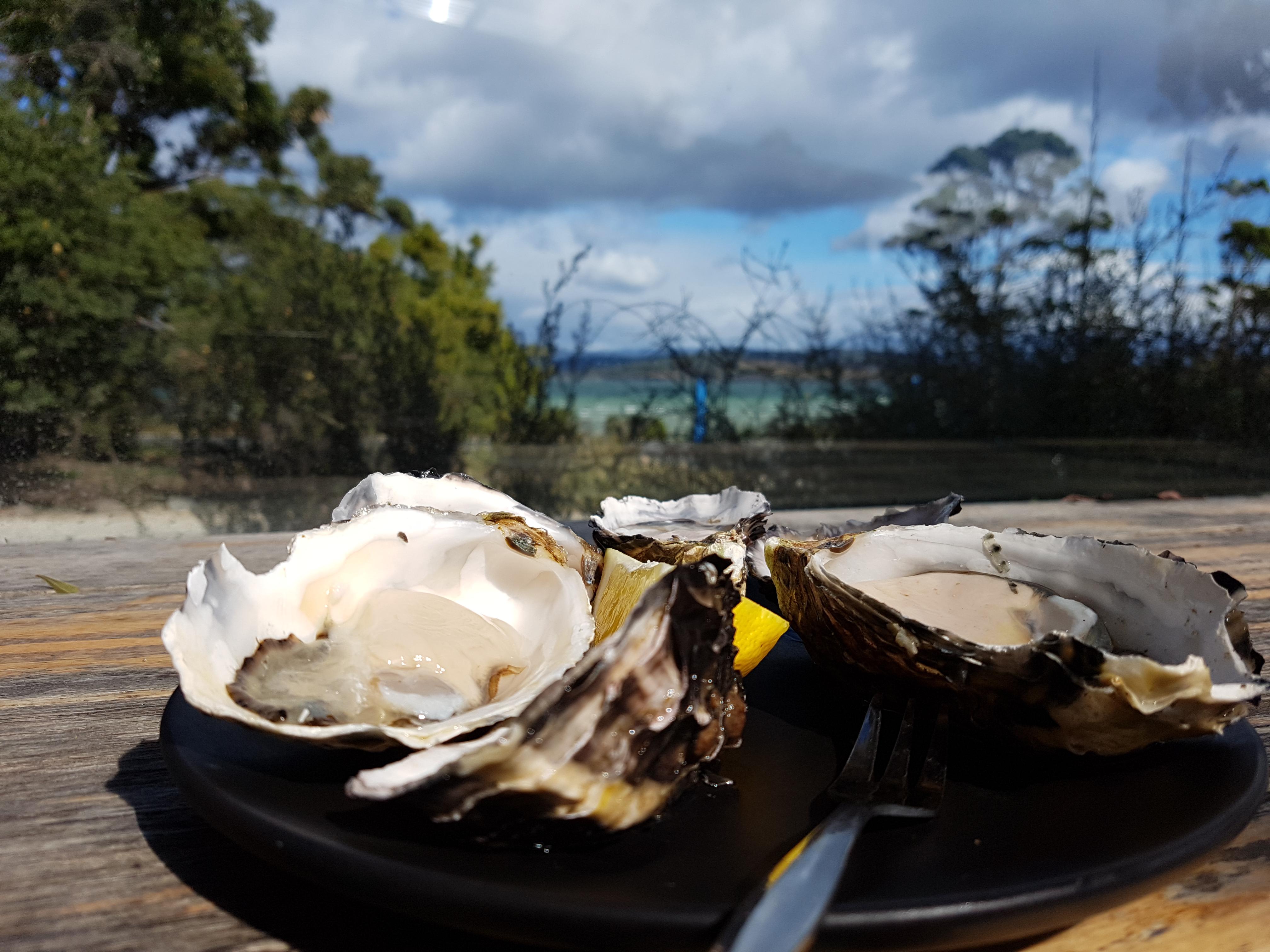 Bruny Island Breakfast Oysters r/australia