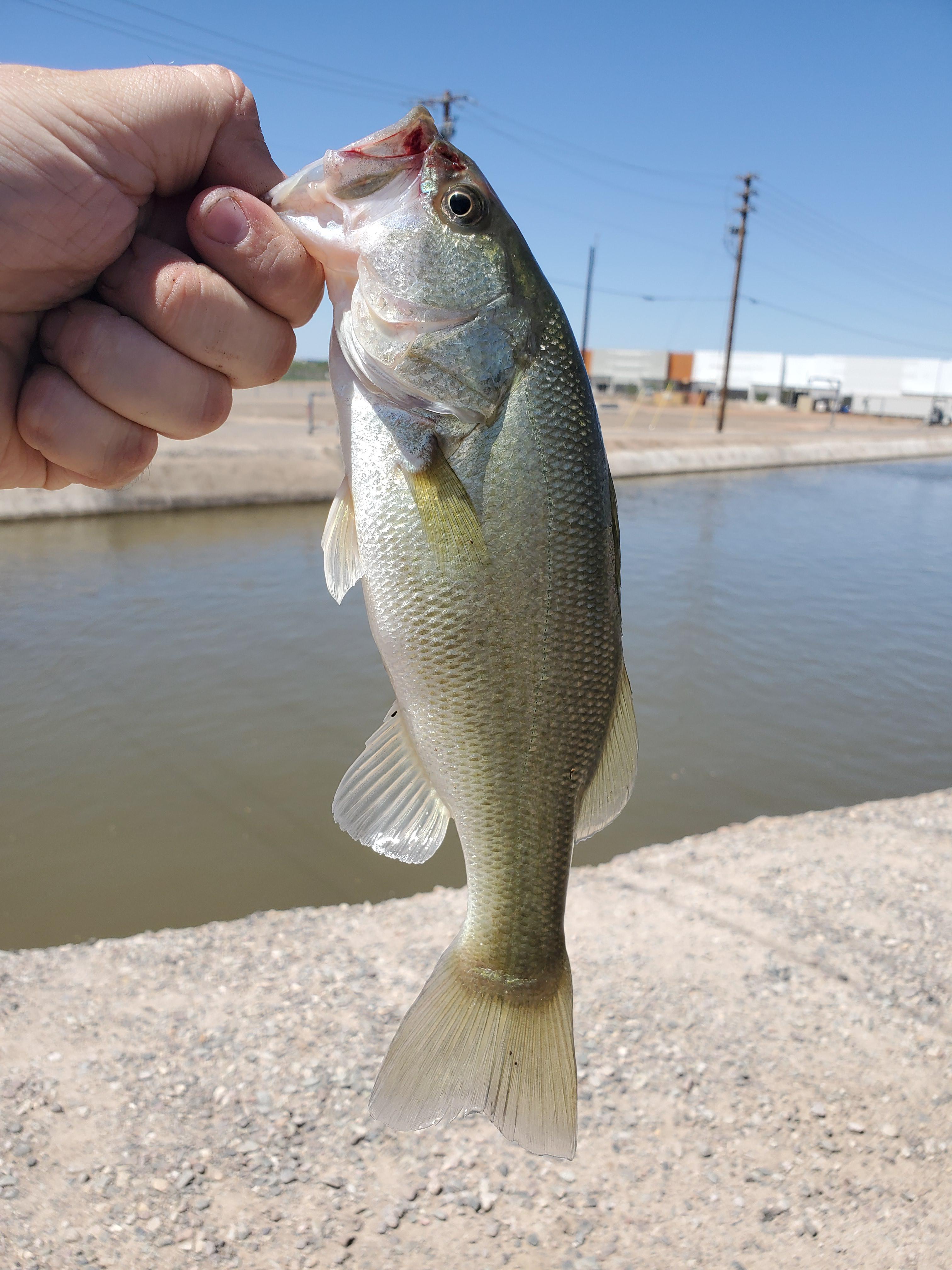 Caught my first bass today! Canal fishing in AZ. r/bassfishing