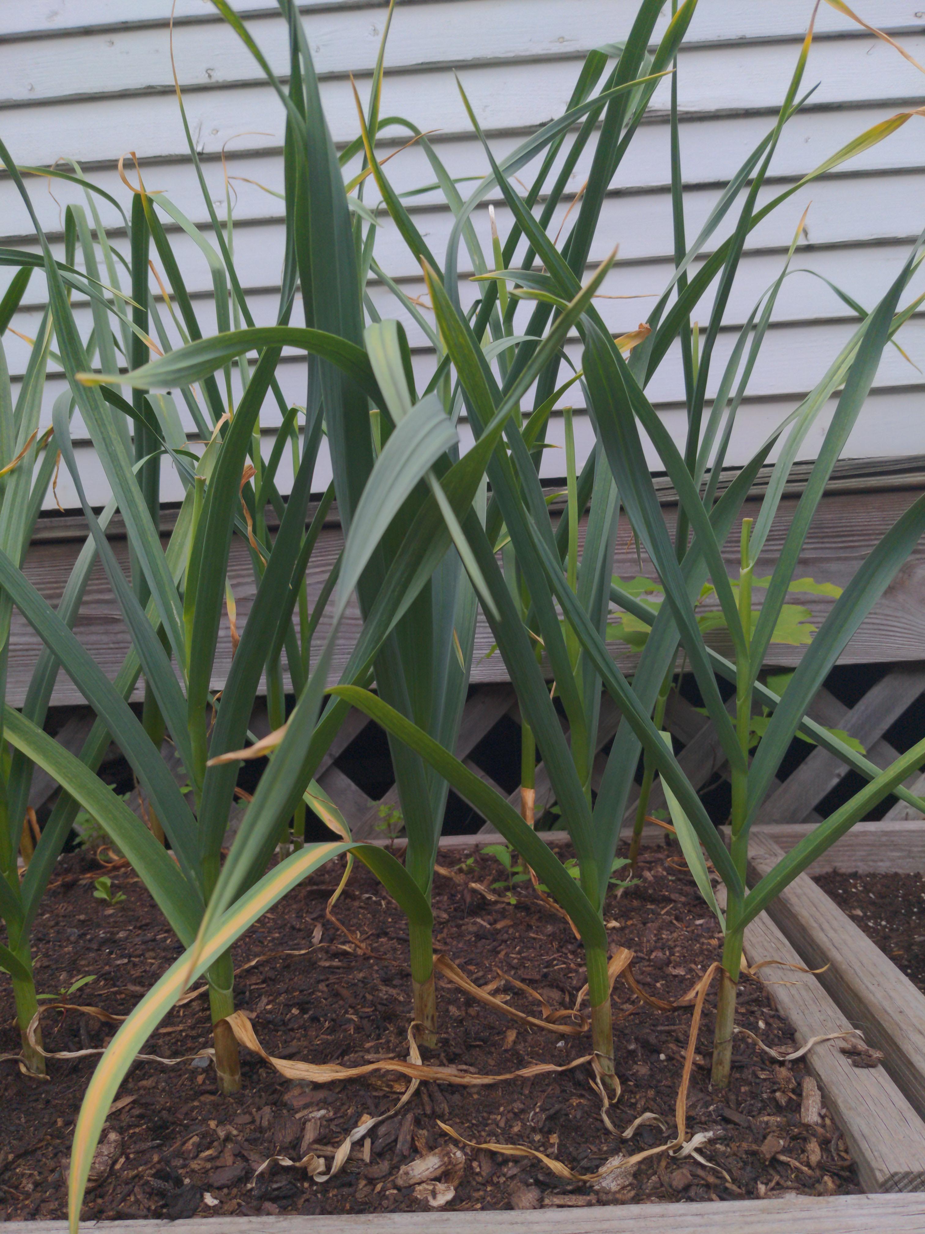 First time garlic grower!! Is it time to harvest? Zone 5. Any help