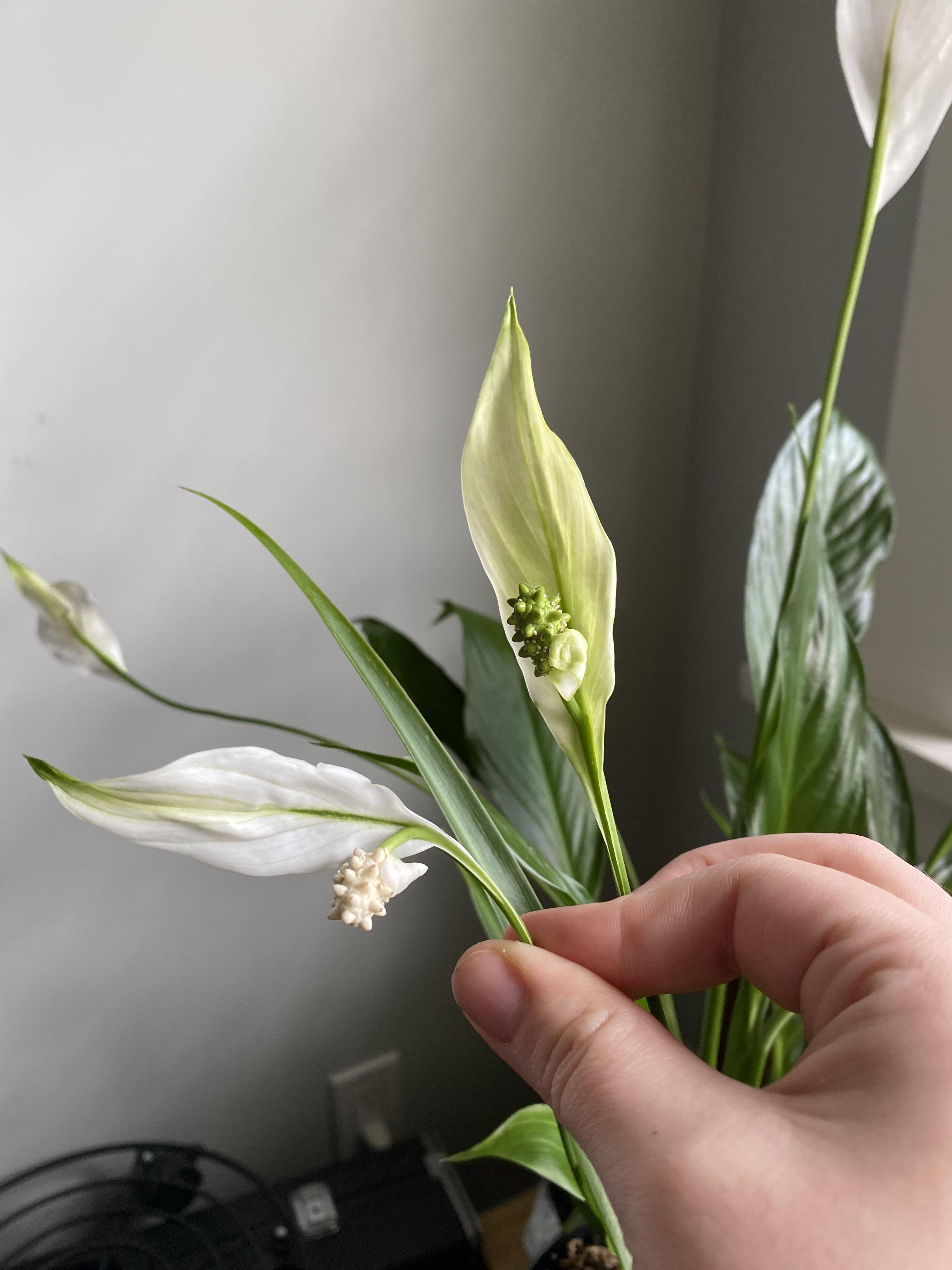 Two of the flowers on my peace lily are mutants r/houseplants