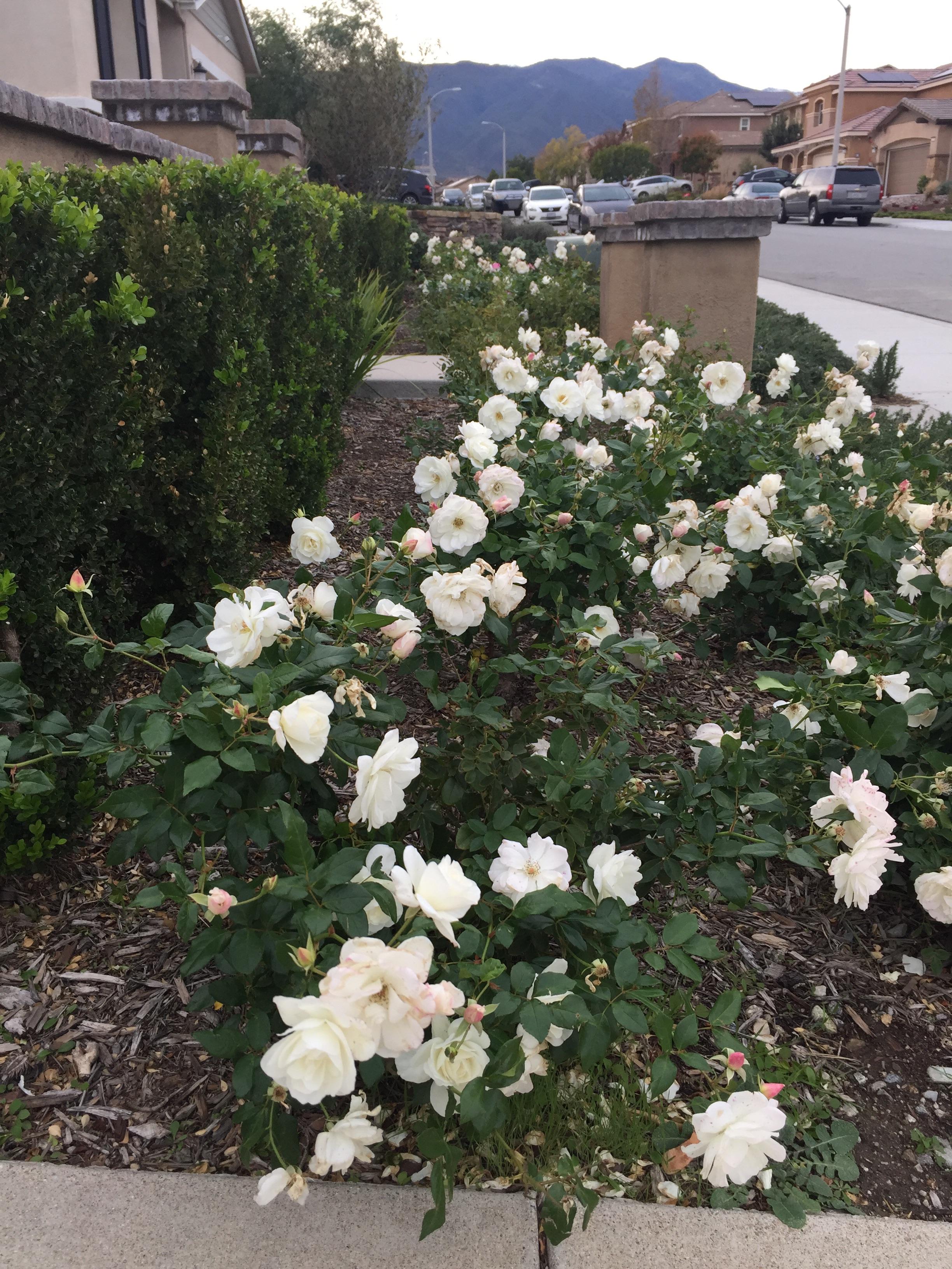 I have 75 white rose bushes. r/gardening