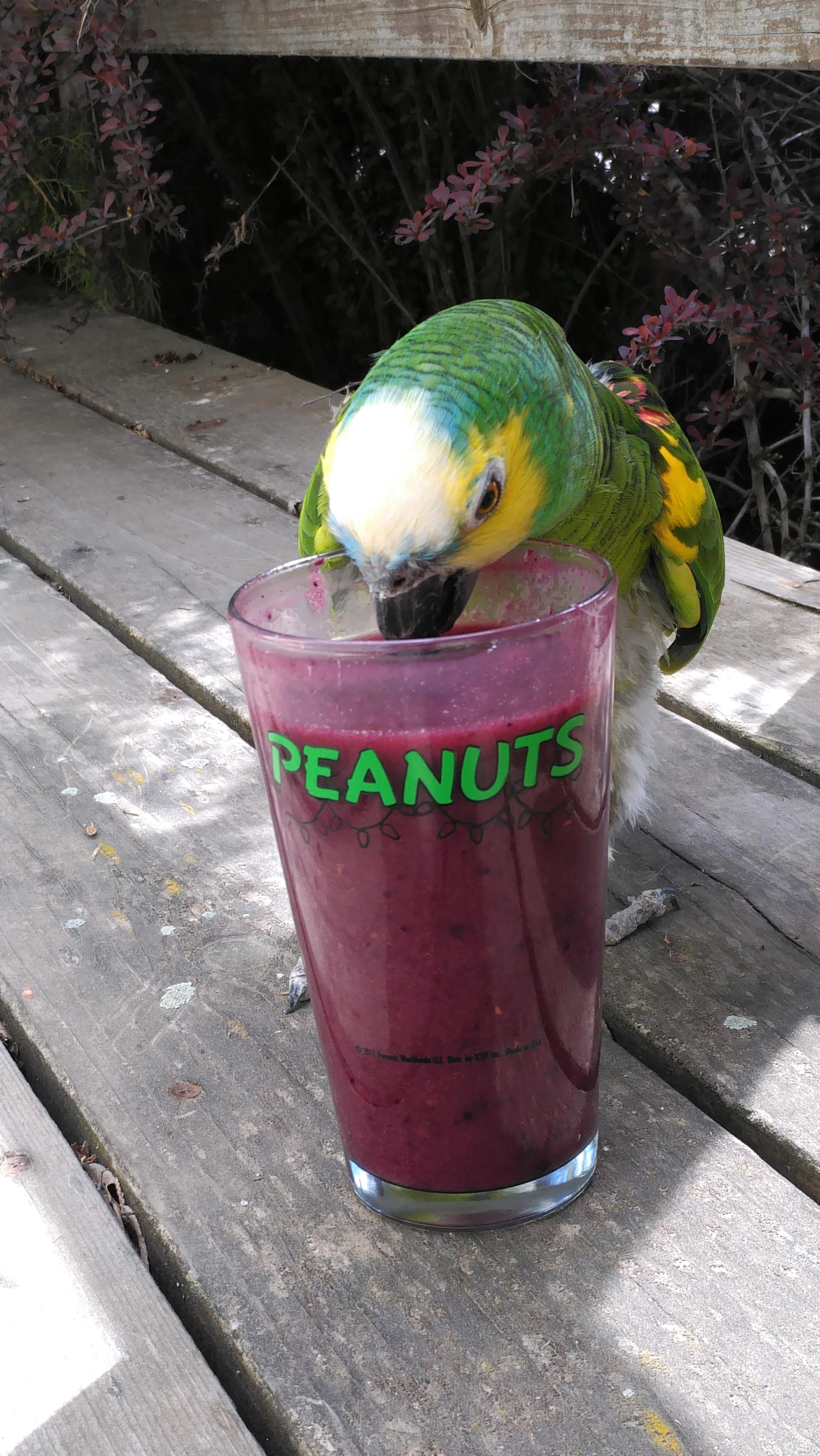 How to trick your parrot into eating a delicious healthy smoothie
