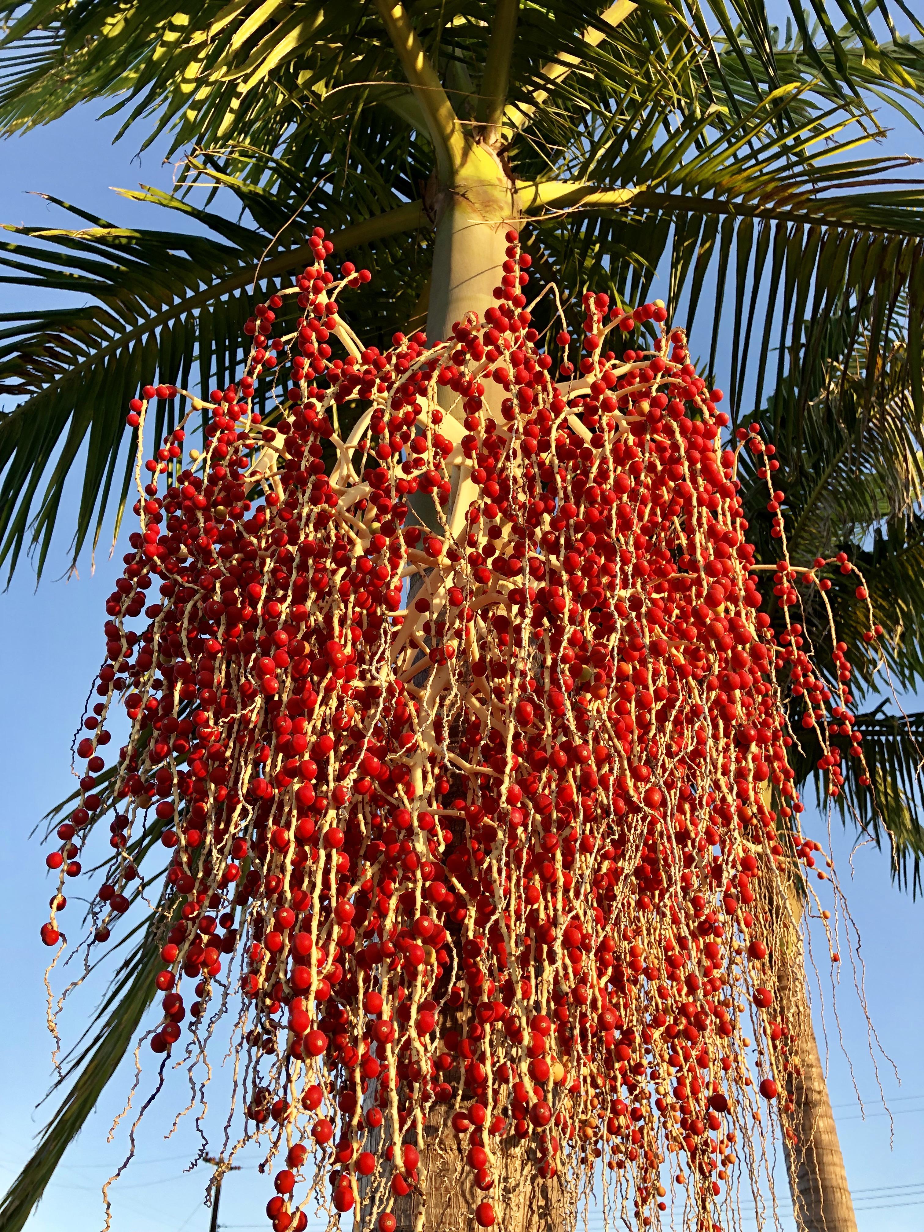 Red Fruit of Archontophoenix cunninghamiana King Palm [OC] r