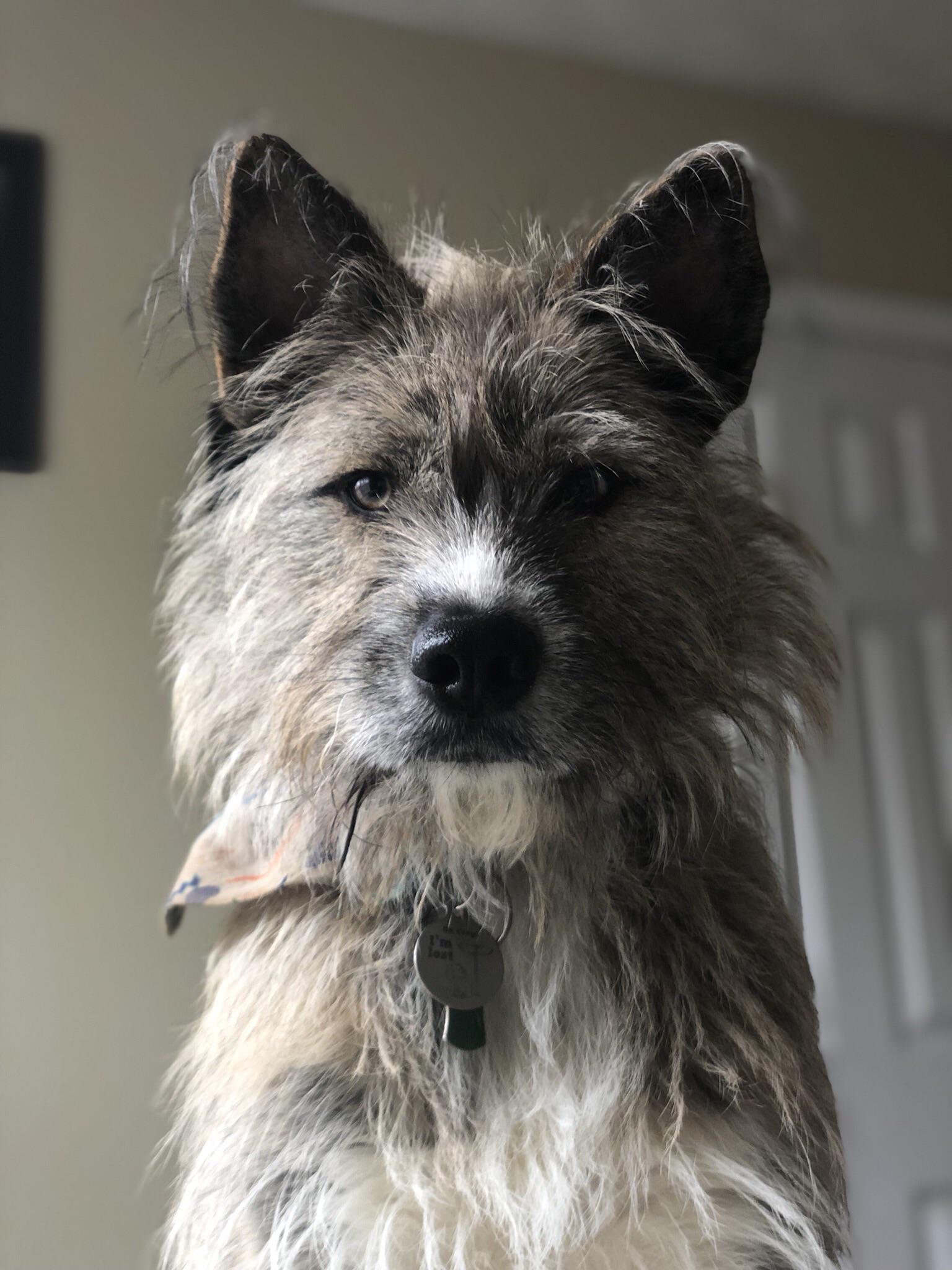 A pupper that eats not only beds... but walls as well r/rarepuppers