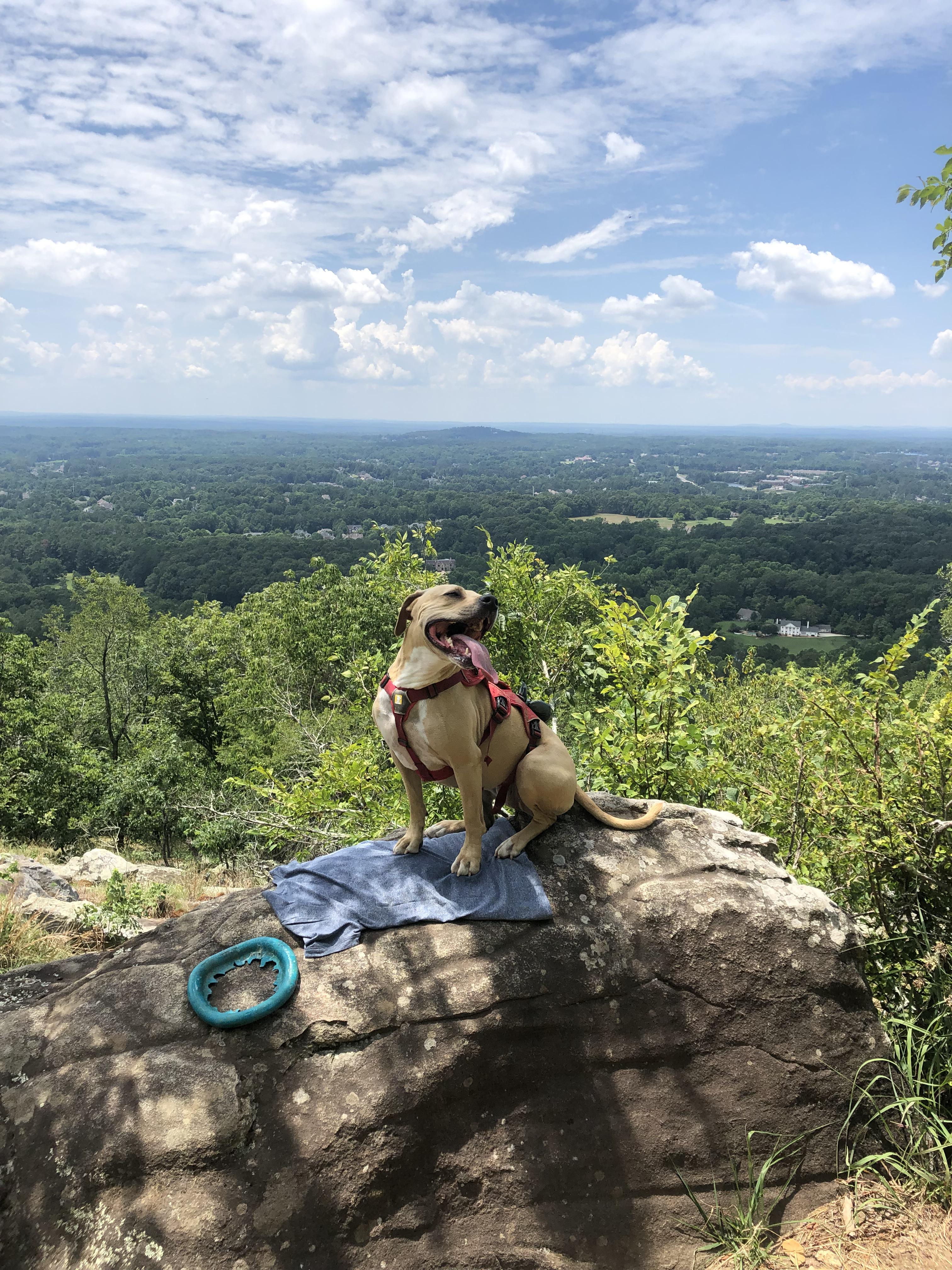 Mila’s first summit. Little Kennesaw mountain, Kennesaw National