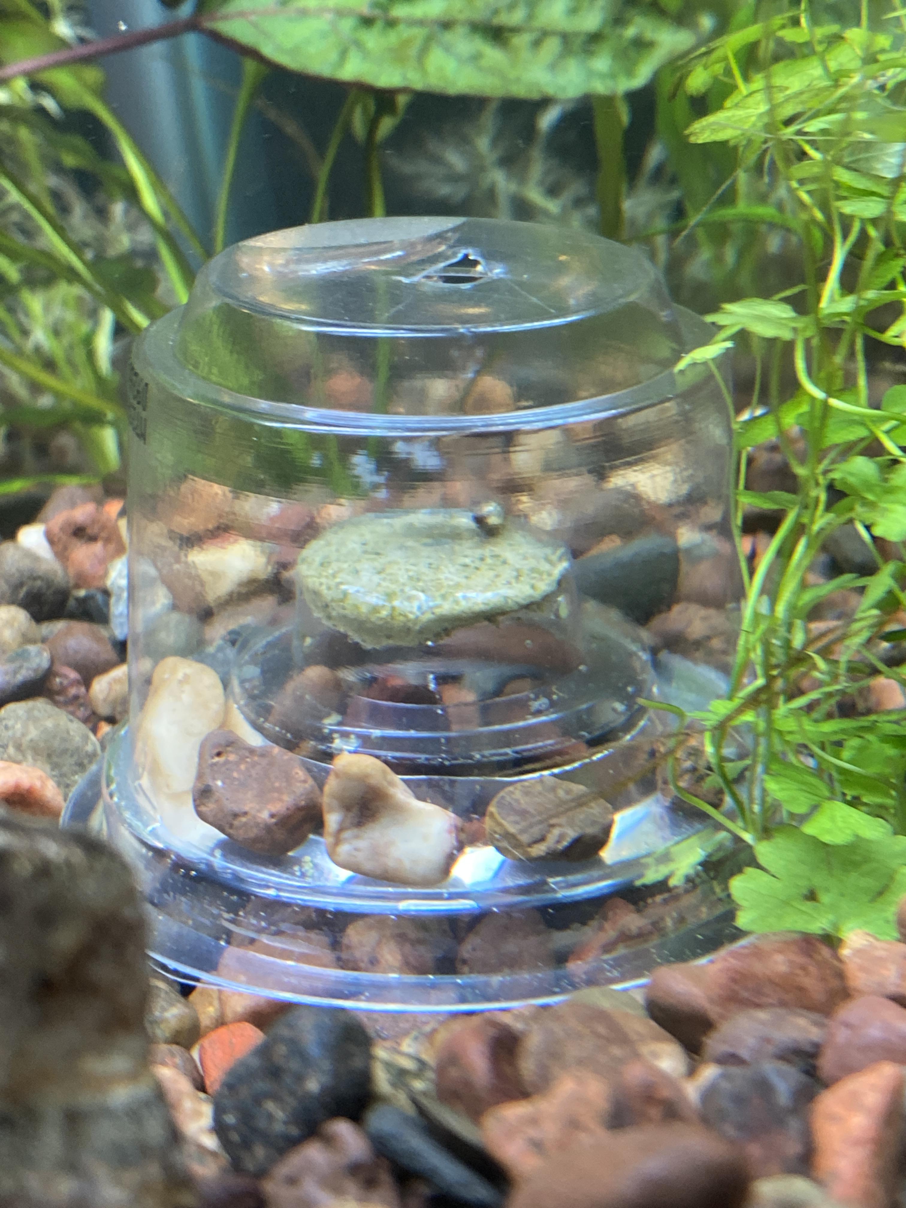 I borrowed the idea of a snail trap with prescription bottles but didn