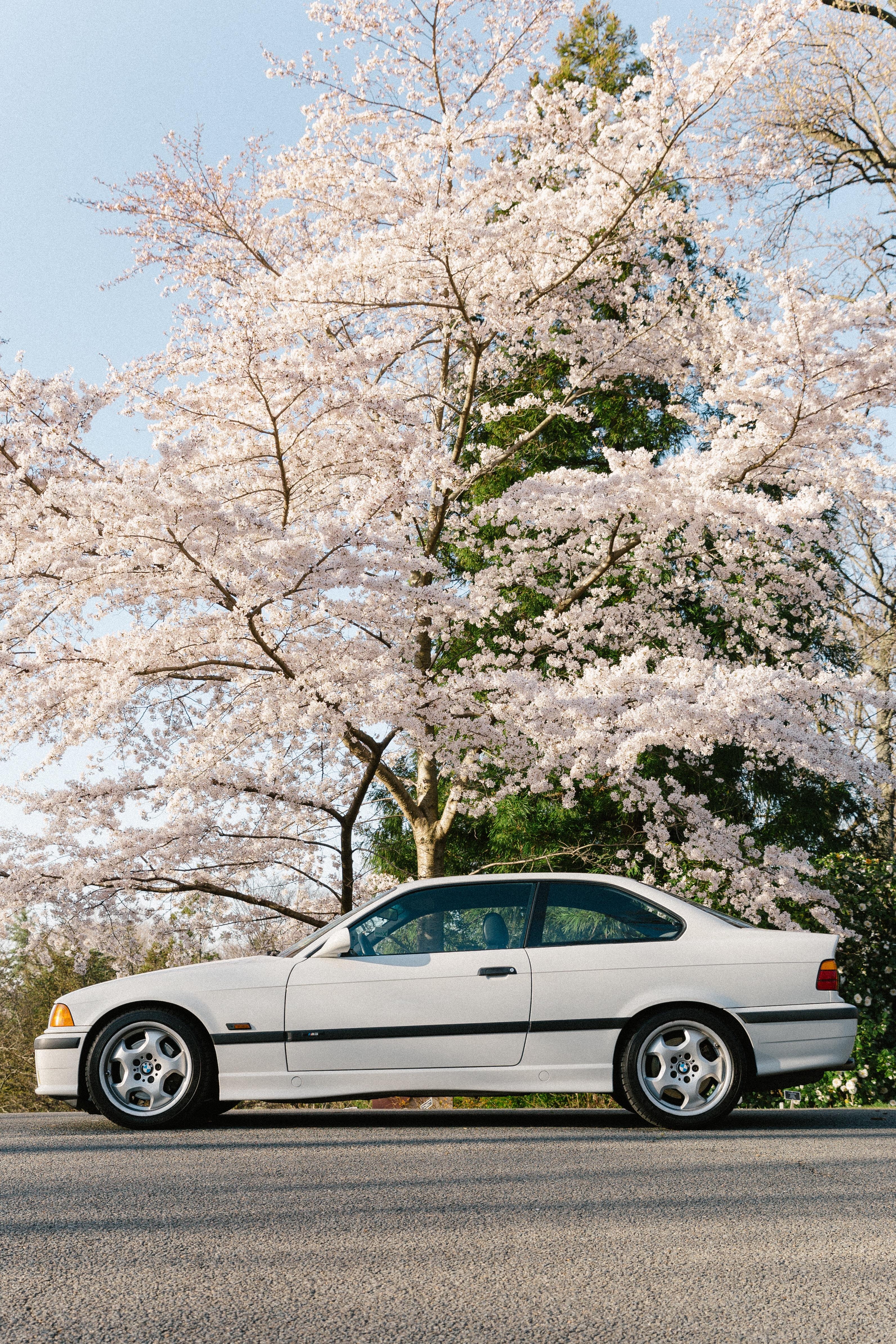 M3 x cherry blossoms r/BMW
