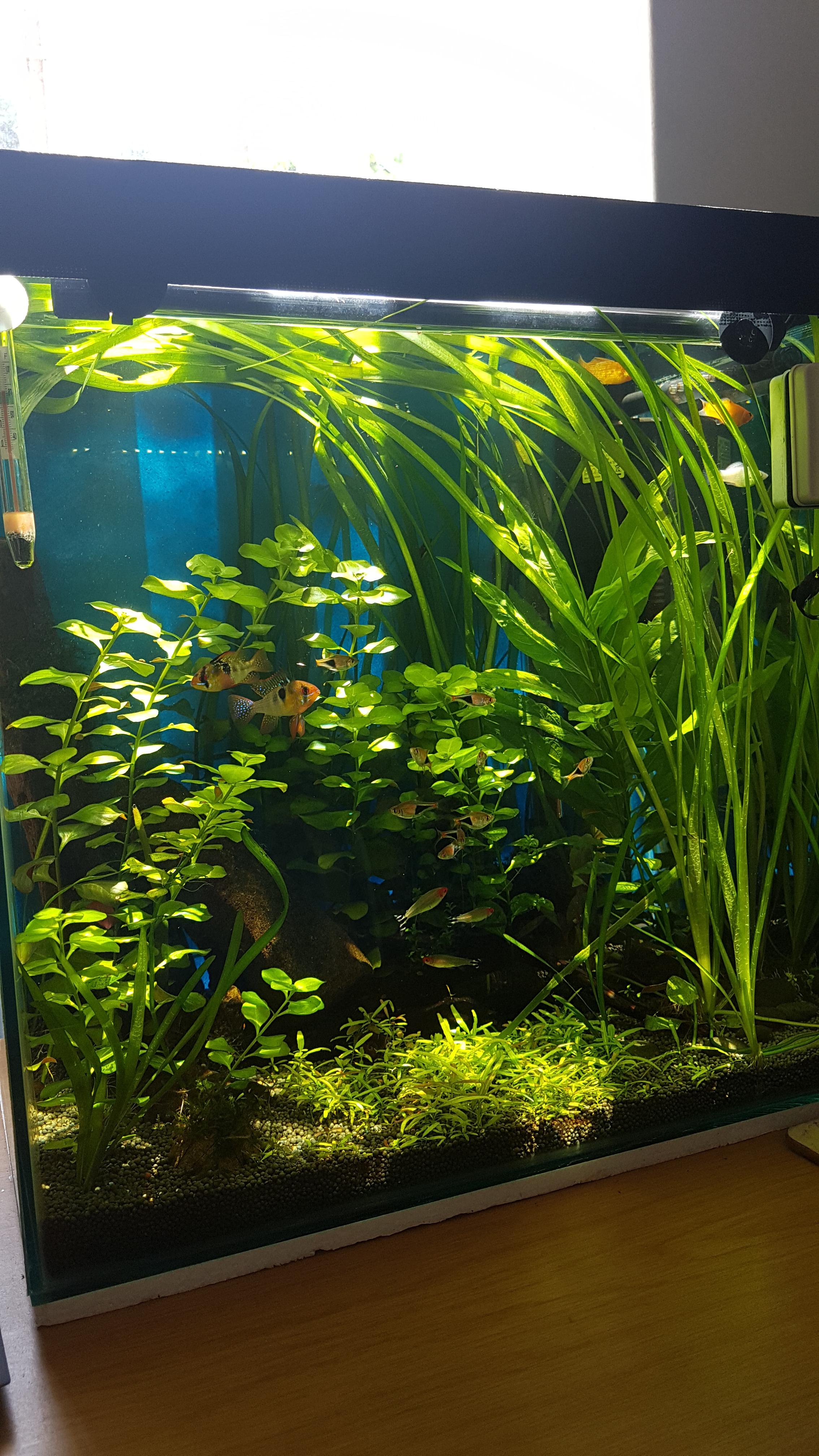 The natural sunlight looks amazing on my tank!! r/Aquariums