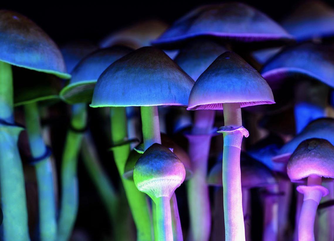 Movies on shrooms! What should I watch? r/shrooms