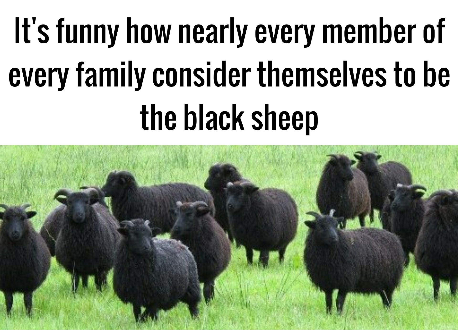 black sheep of the family meme The Black Sheep : R/Memes