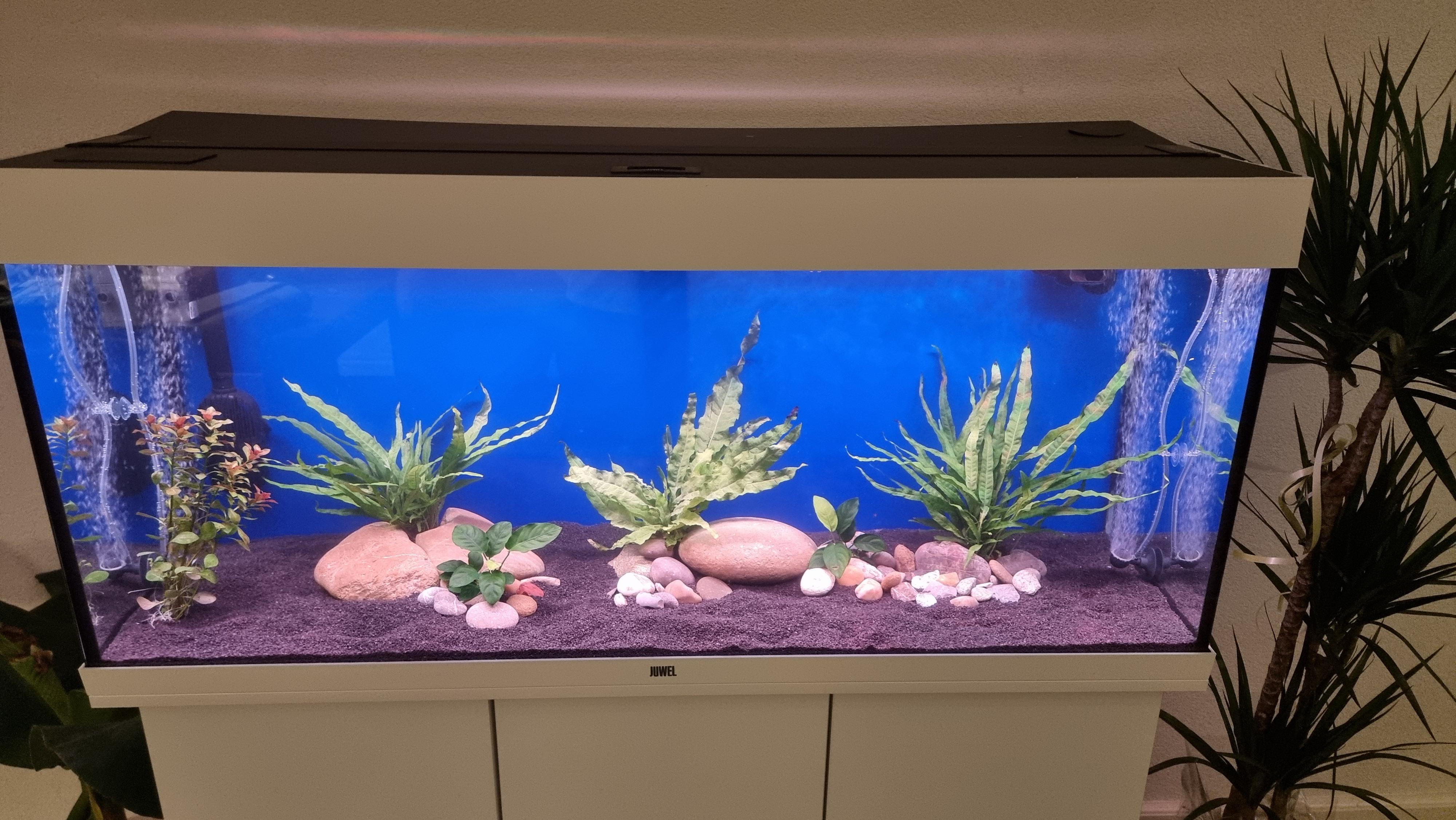 My first aquascape for my 3 goldfish. New tank & filter set up. r