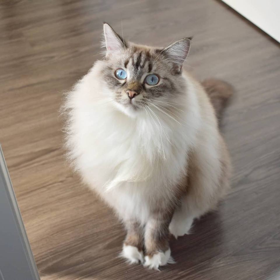 My ragdoll baby with floofy mittens and winter coat ready to go r/Floof