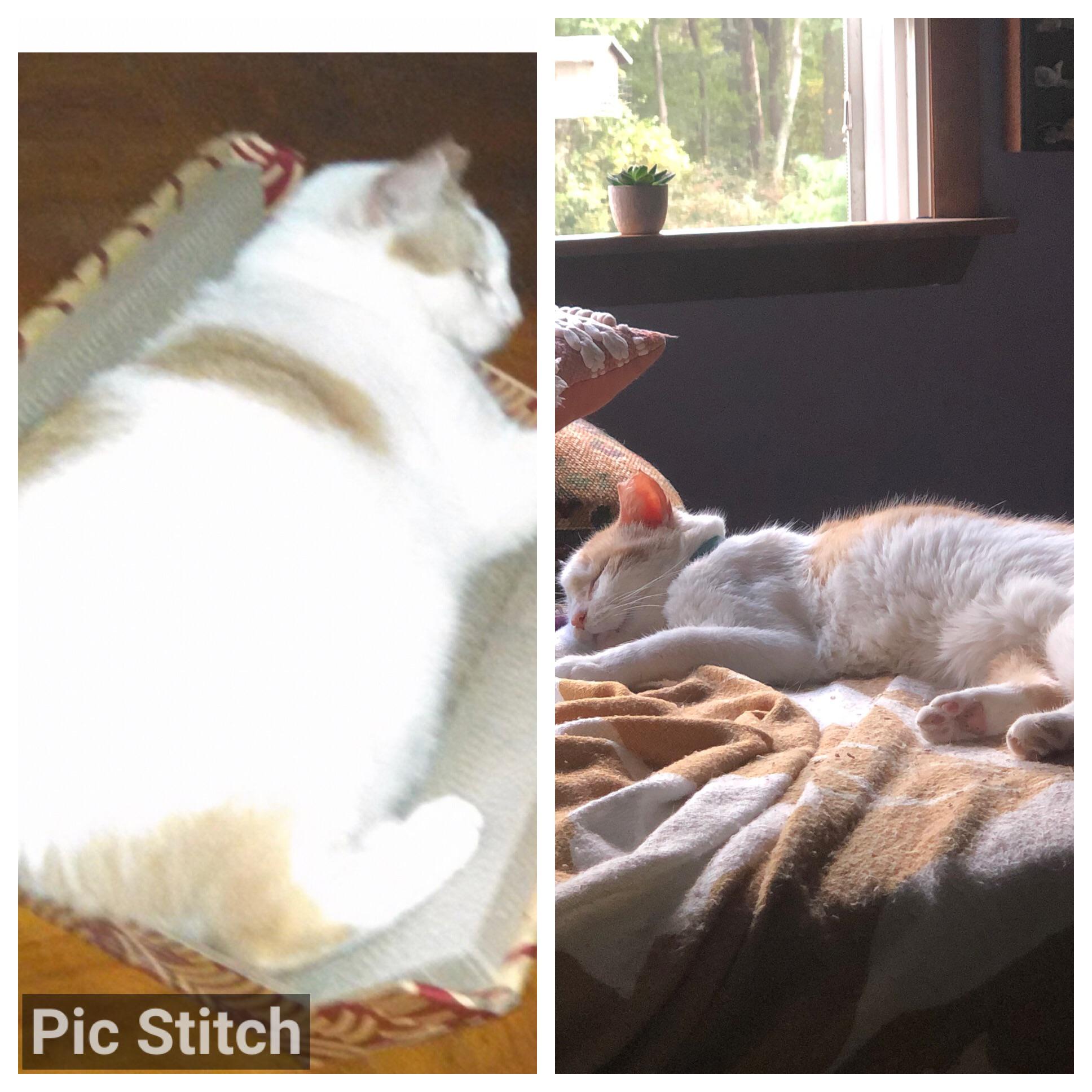 Watching my cat age and lose weight is really hard for me and I would