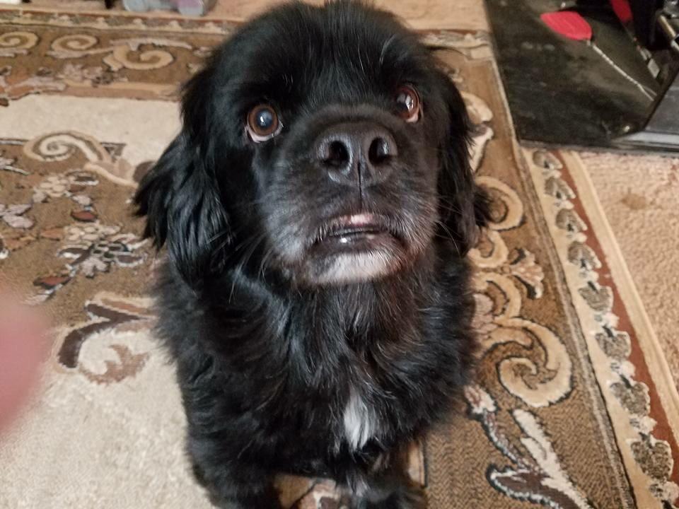 I submit for your approval my permapuppers Rookie. (6yo black lab