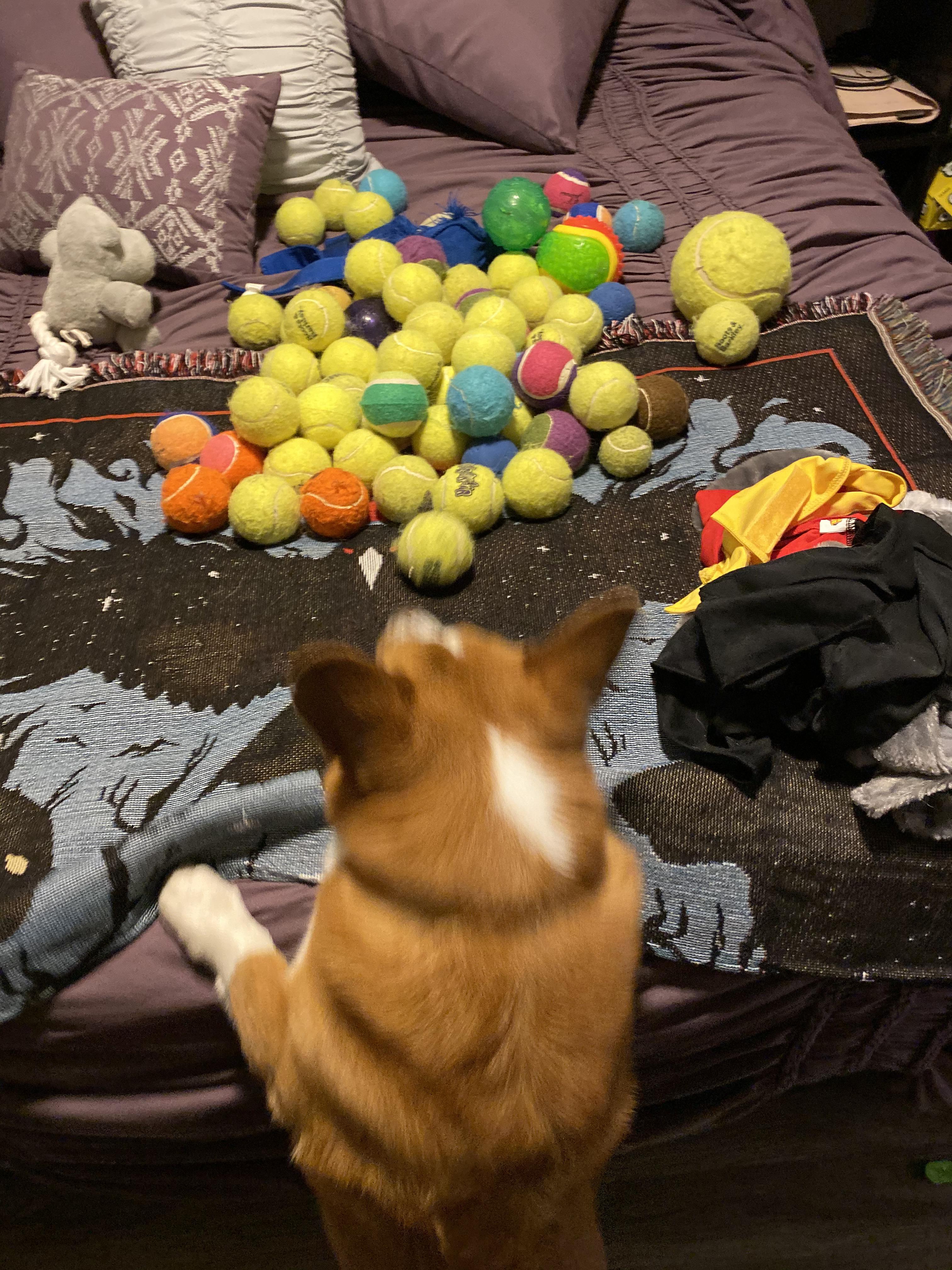 The Dudley Dursley of dogs