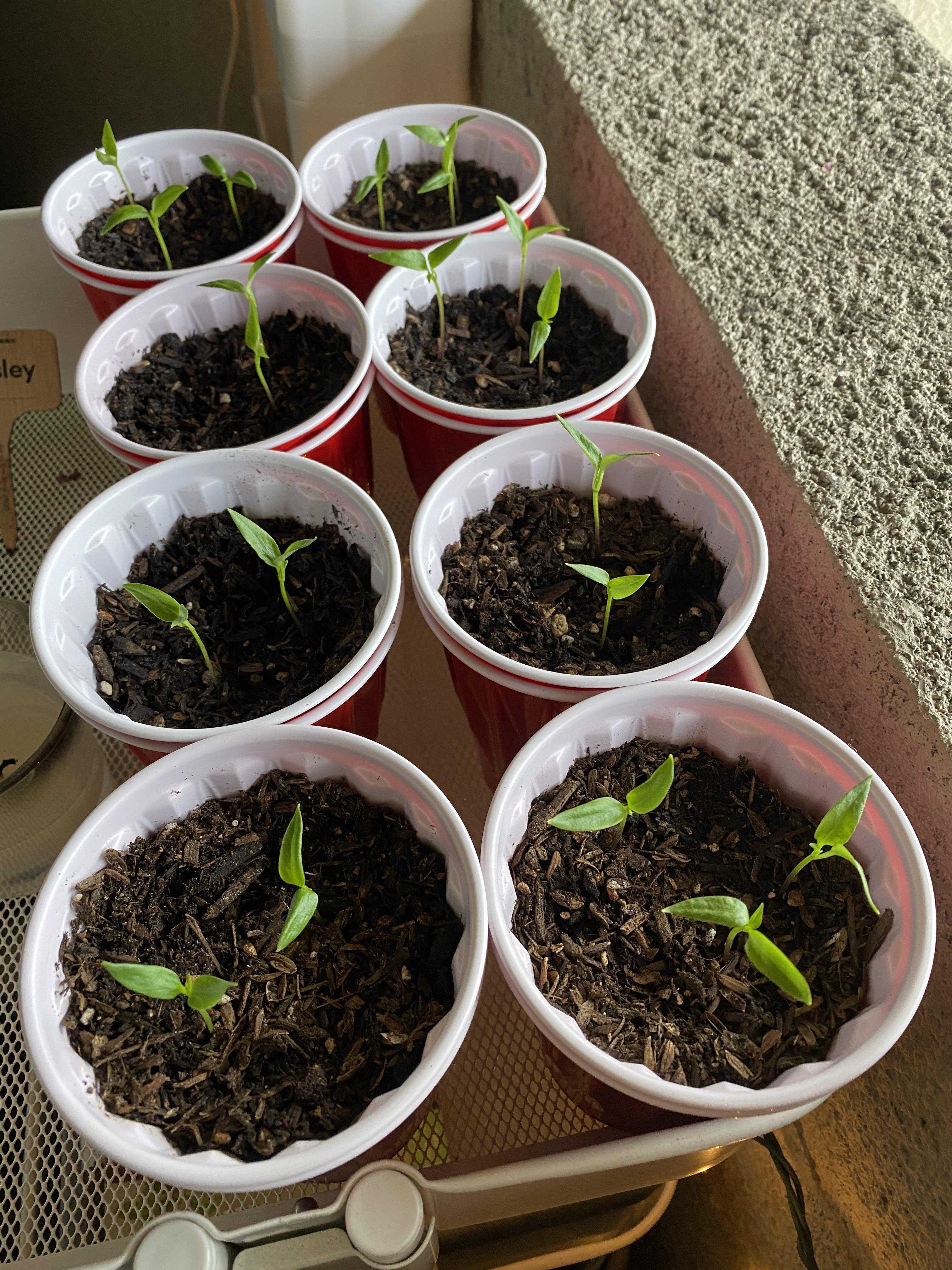 My first ever seedlings! California wonder bell peppers! r