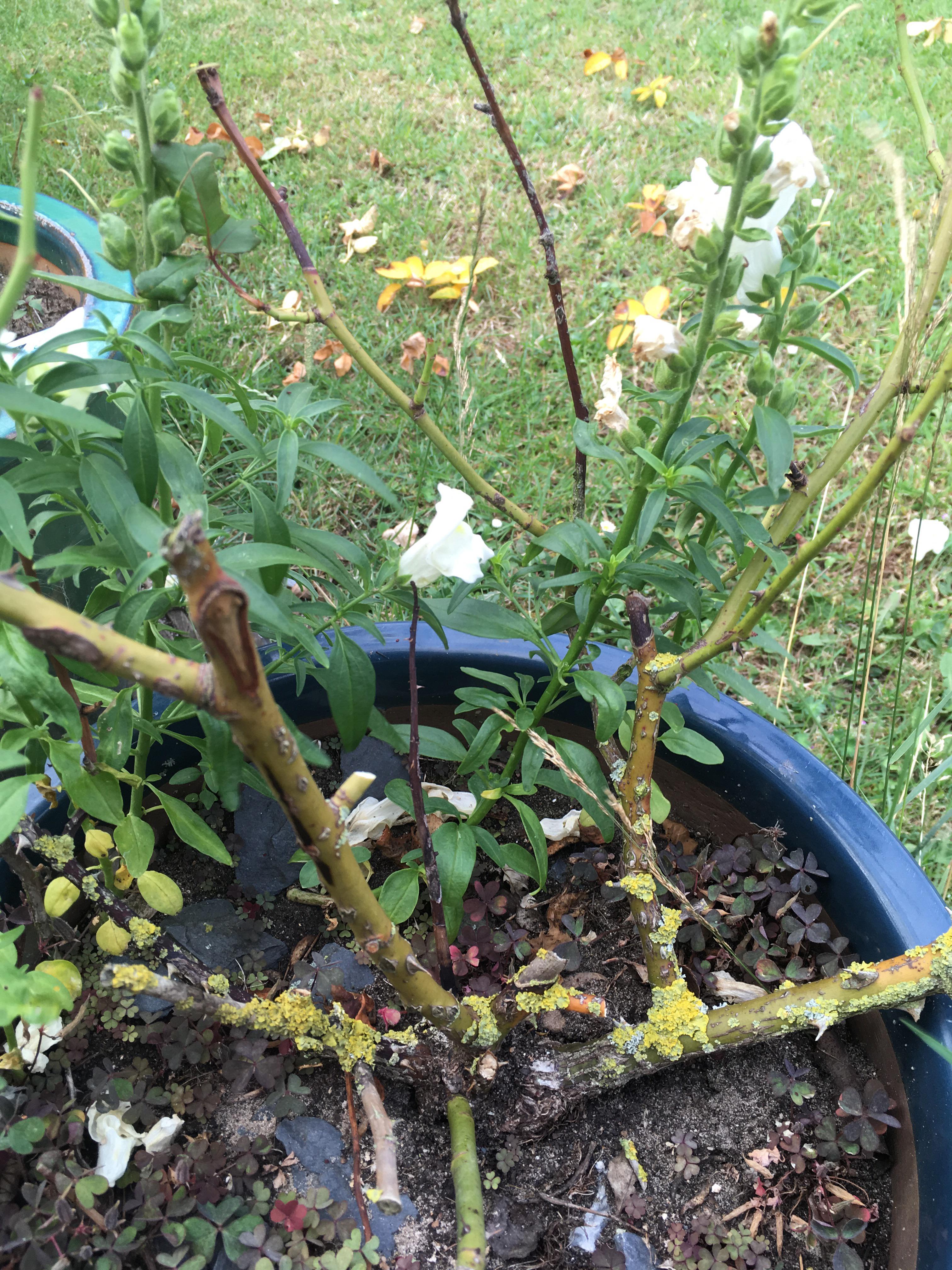 Can anyone tell me what the green stuff growing on my rose bush is