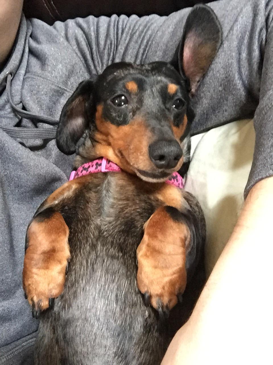 My miniature dachshund r/dogpictures