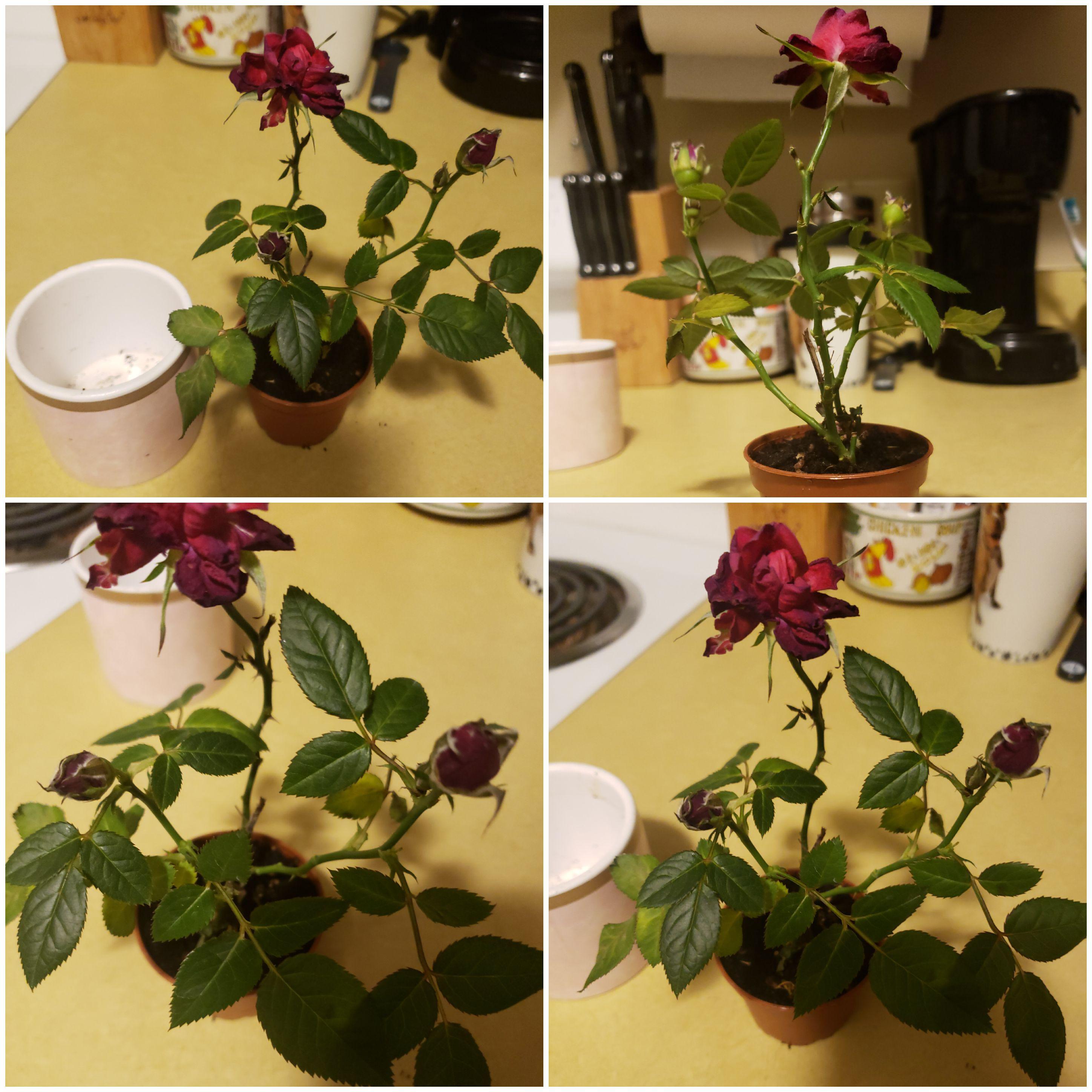 What is wrong with my miniature roses? More information below. r