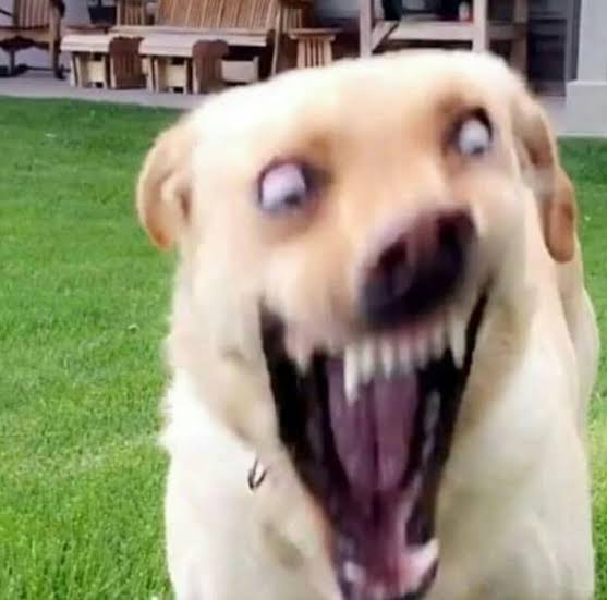 JumpScare dog, will stun any opponent instantly.
