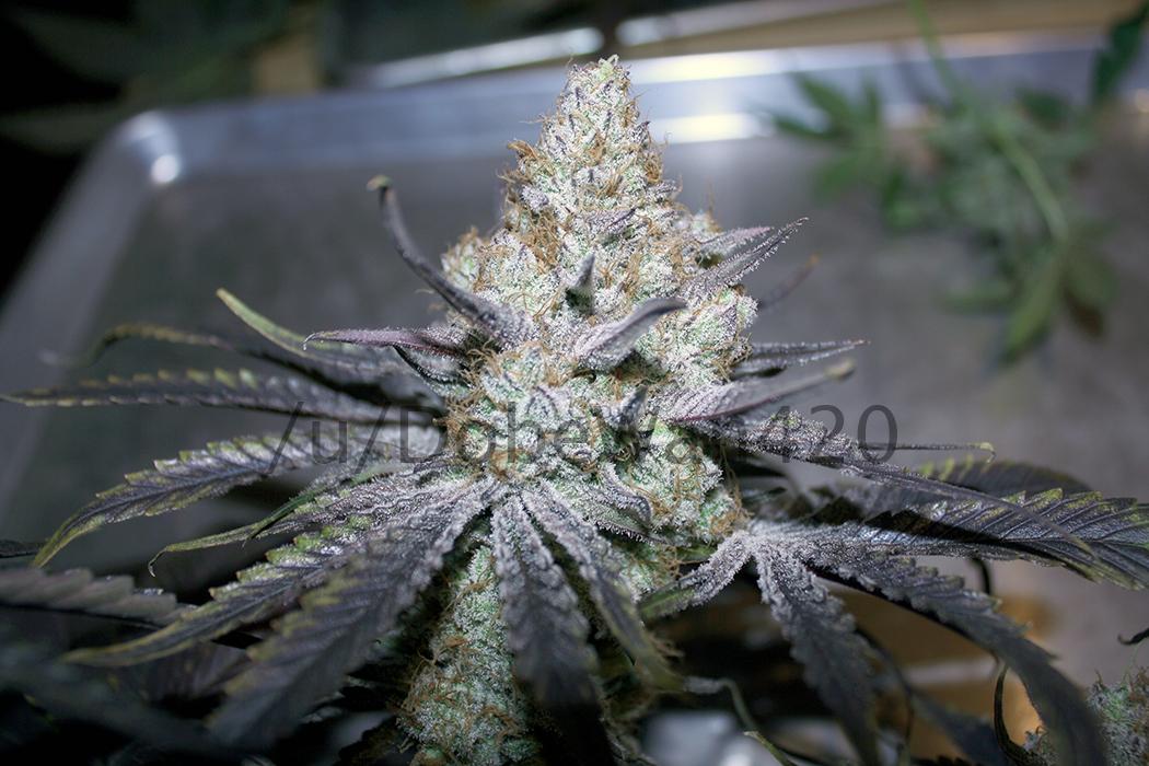 Got my beans from True North Seed Bank in 2 business days! Beans are