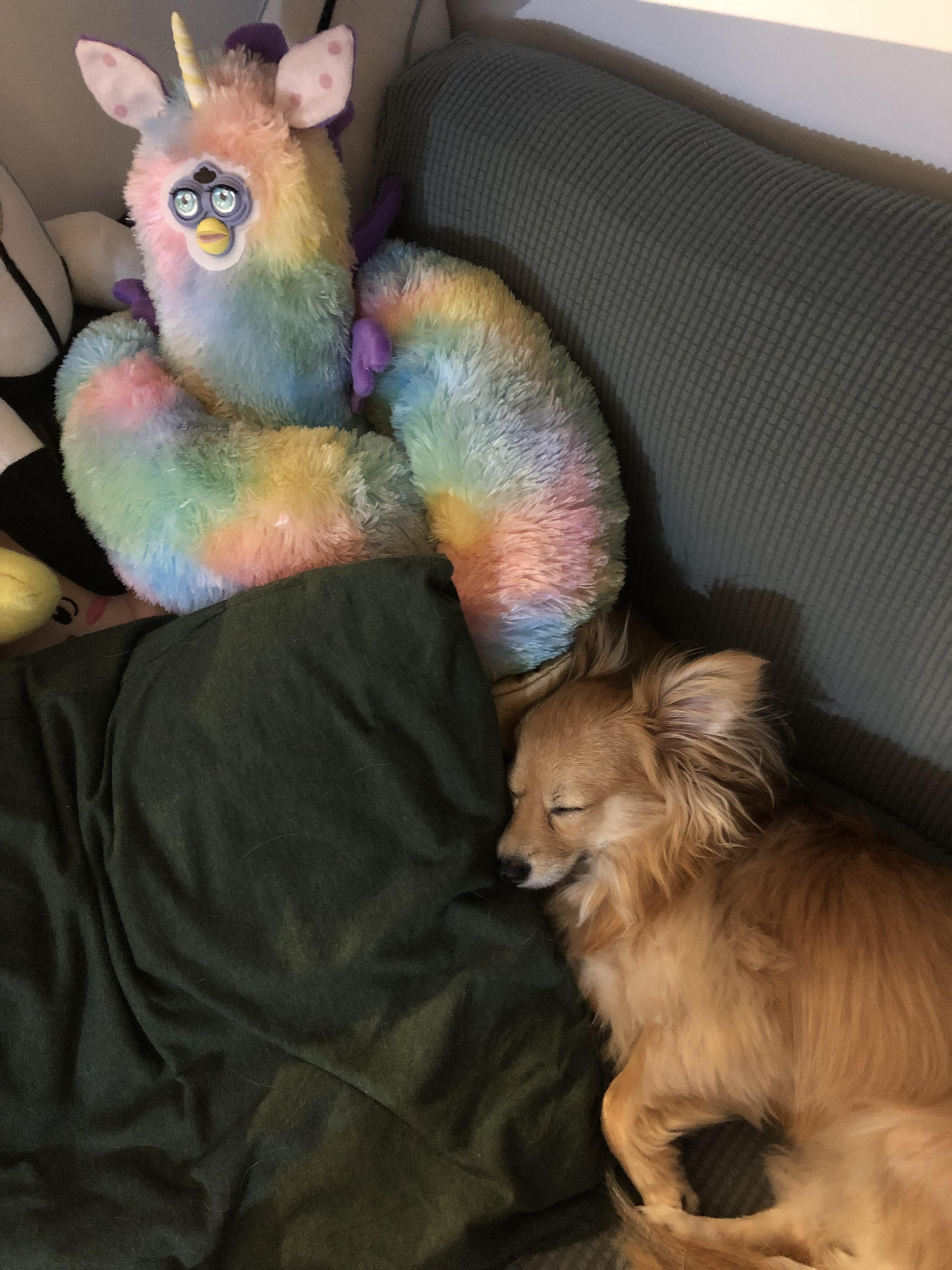 Cotton Candy watches over my puppy while she sleeps... and also serves