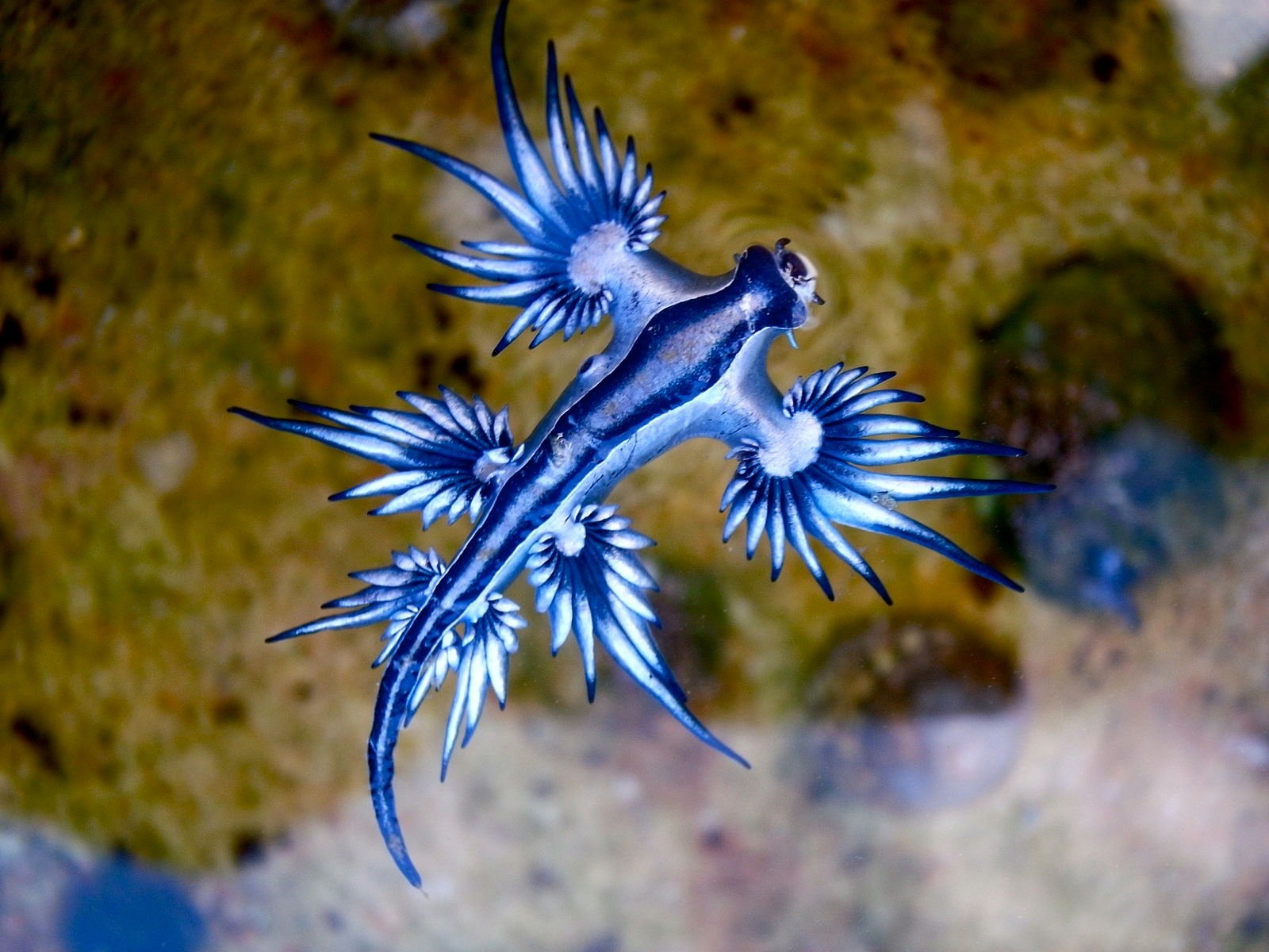 🔥 The Blue Dragon Slug. It’s extremely rare and also dangerous. Known