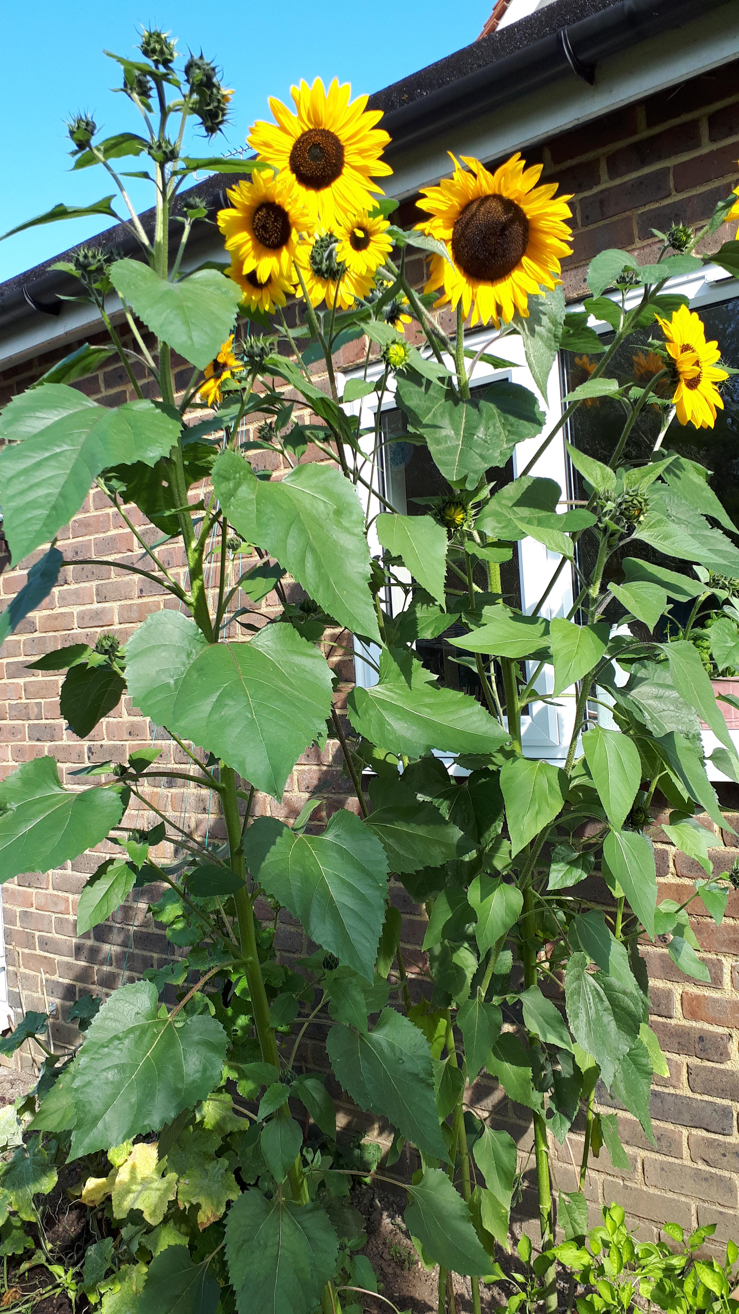 Just moved out to go to uni! Gonna miss my garden and my pretty