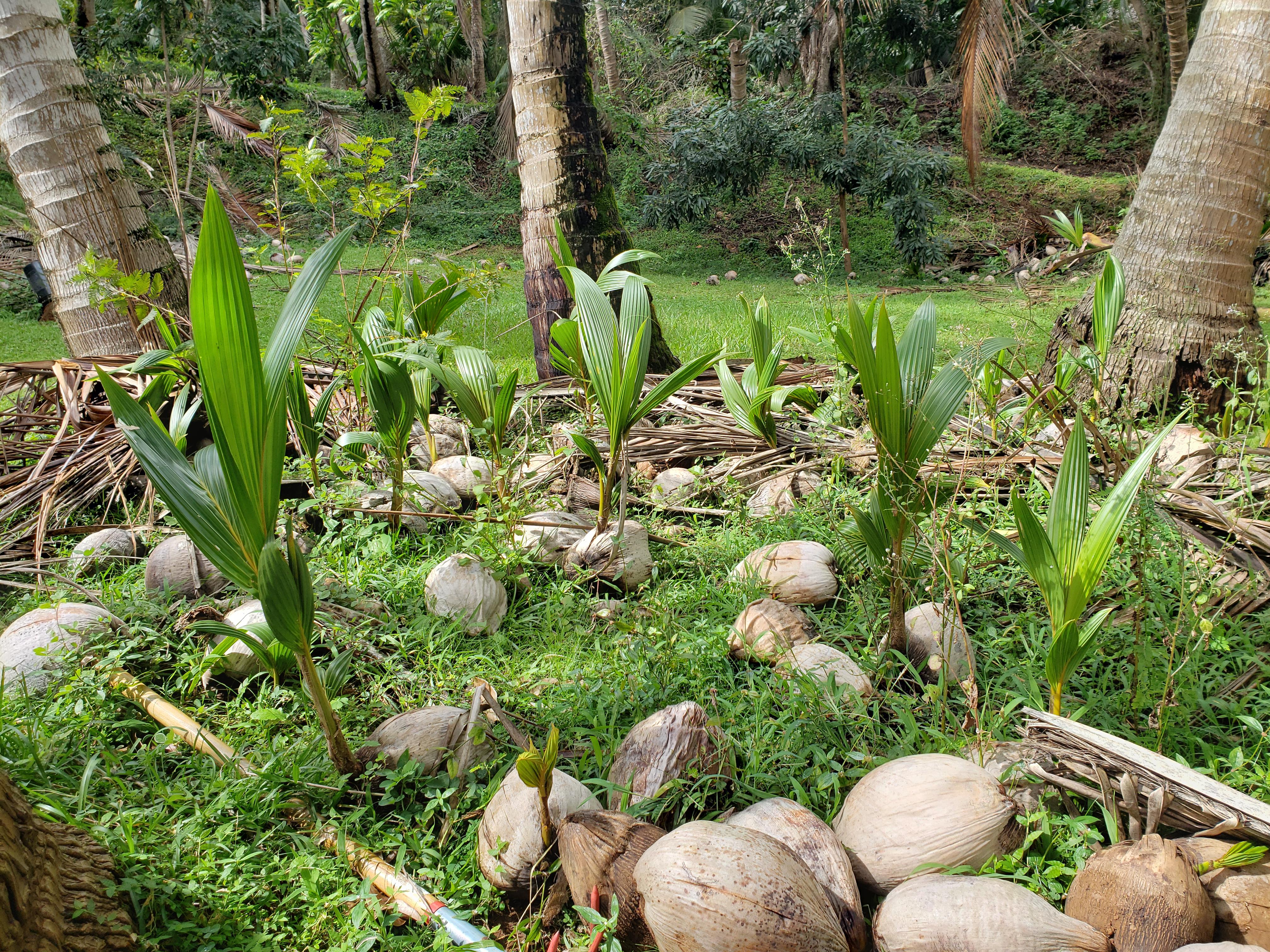 But seriously, coconuts grow like weeds. r/gardening