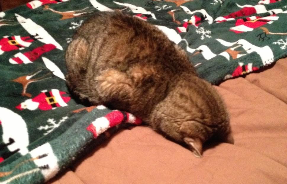 cat leaf & face plant catfaceplant