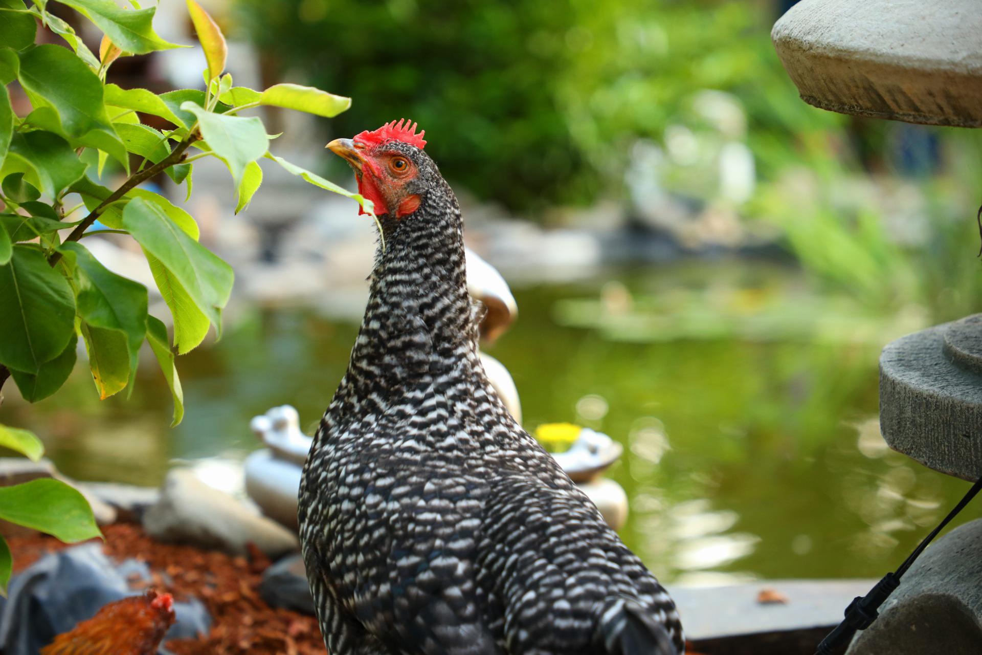 Zen Chicken at the Koi Pond r/rarepuppers