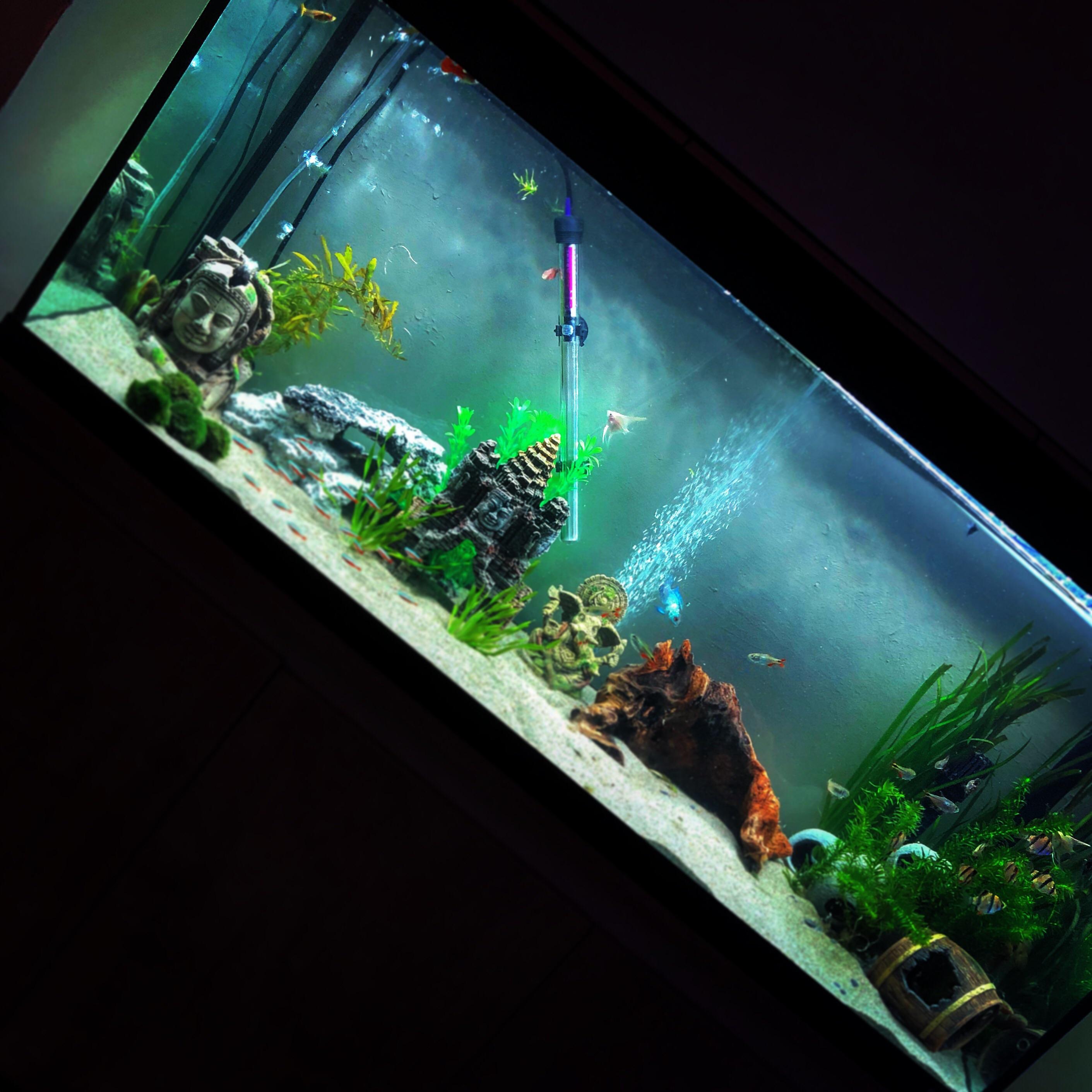 Bought my first fish tank last week. I’m so addicted already. Here is