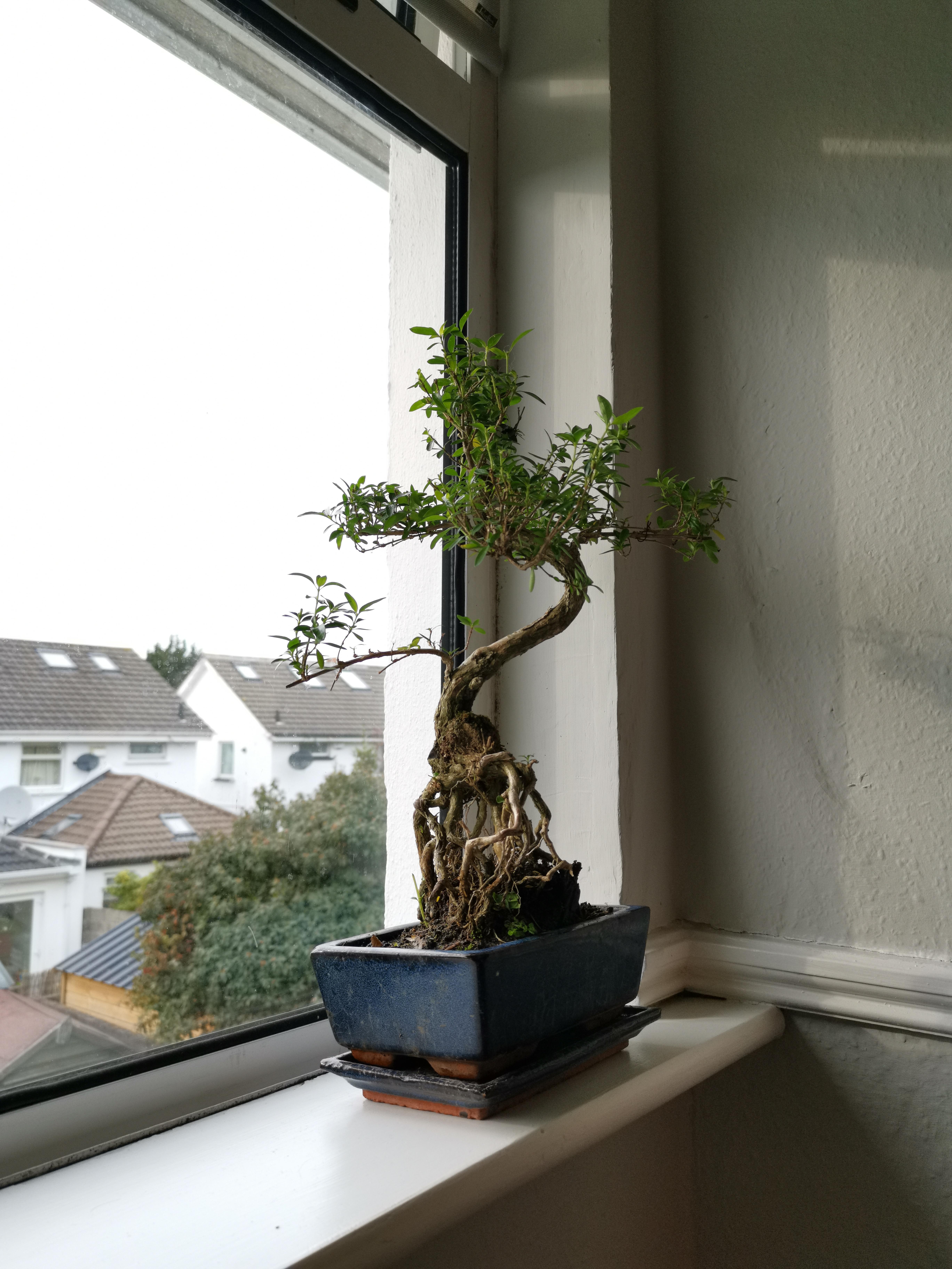 Got my first Bonsai tree yesterday, a Serissa Foetida, any advice for