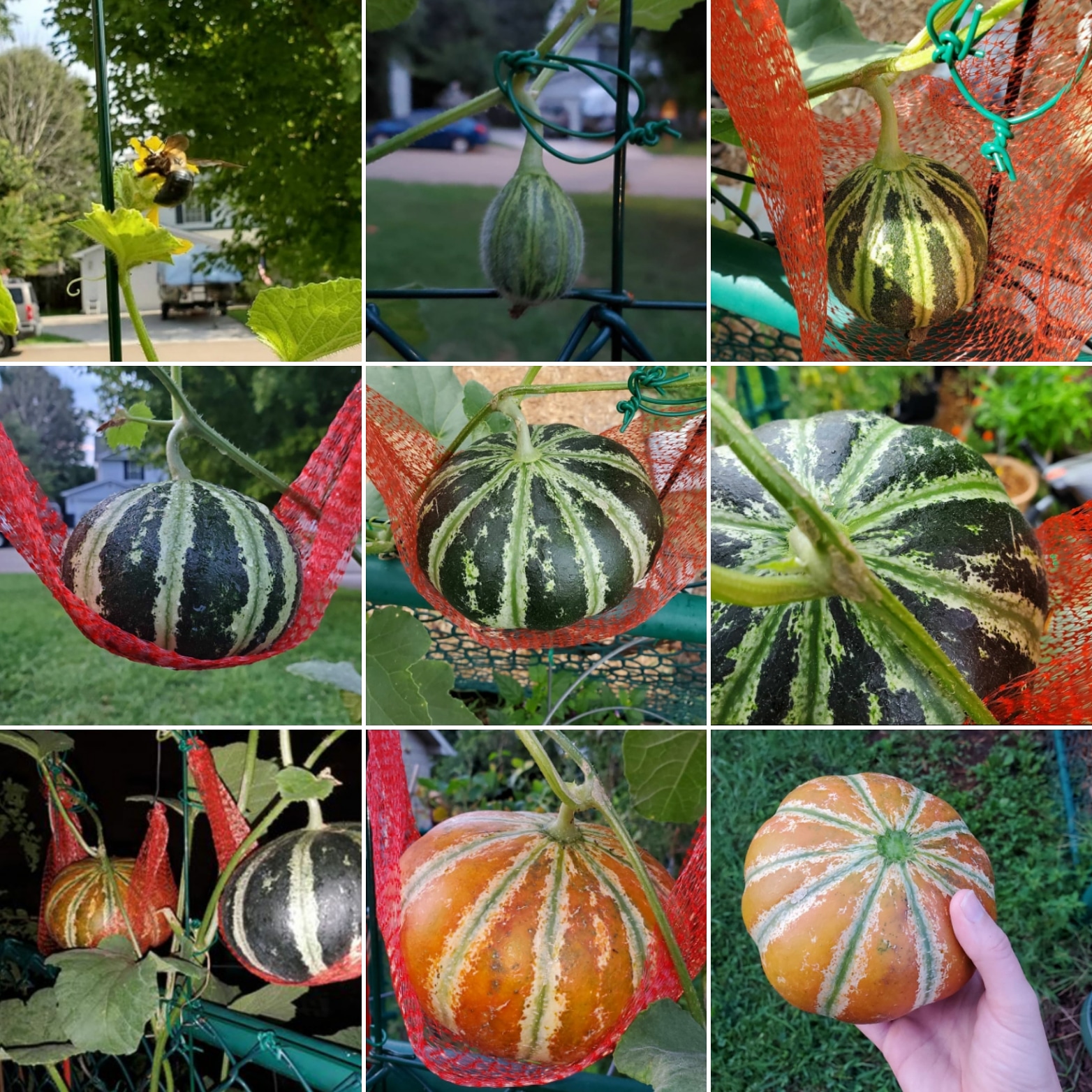 Here is the life cycle of a kajari melon! Picked this morning! r