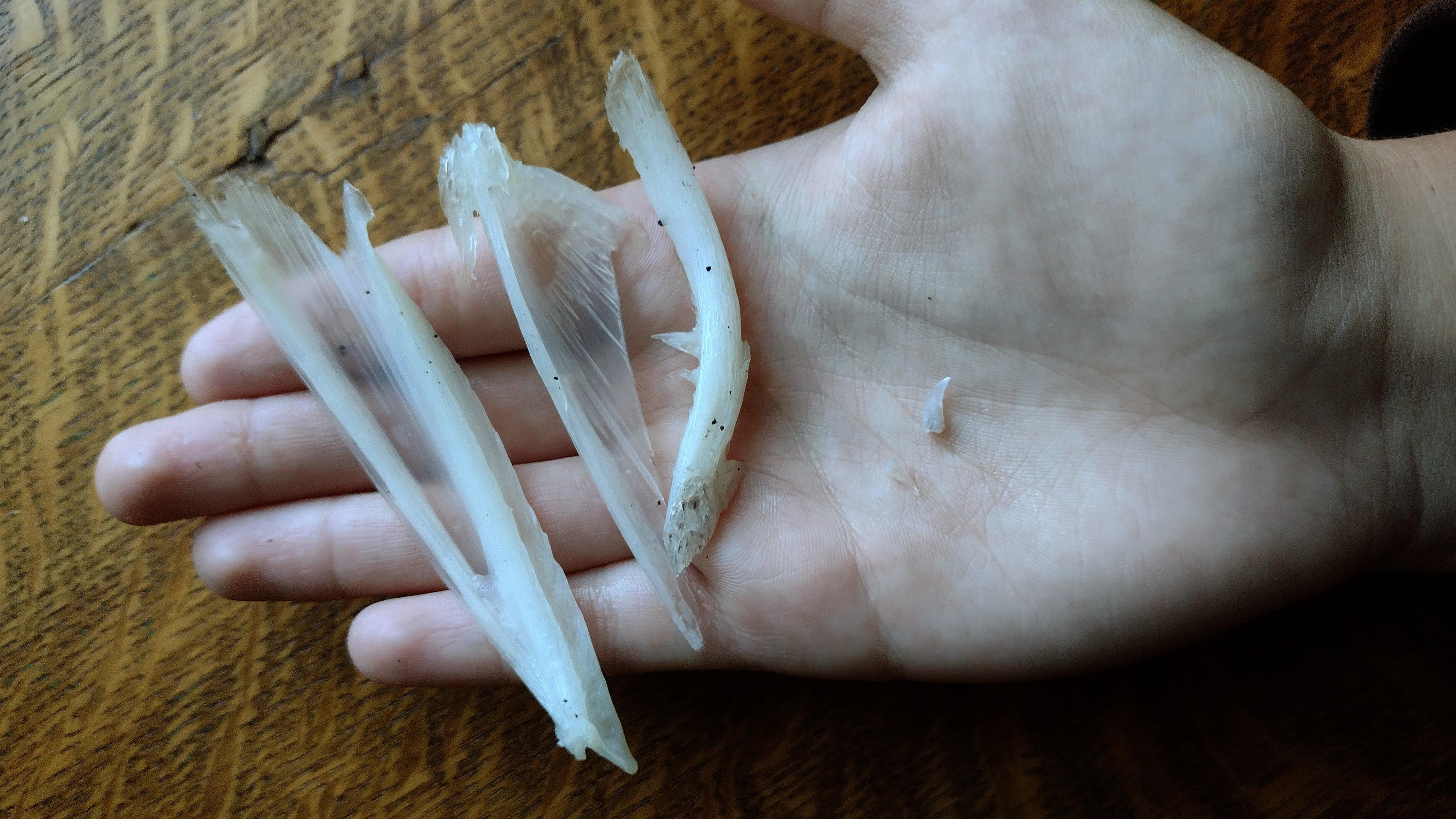 First time ever cleaning bones, maceration, salmon jaw and teeth. r