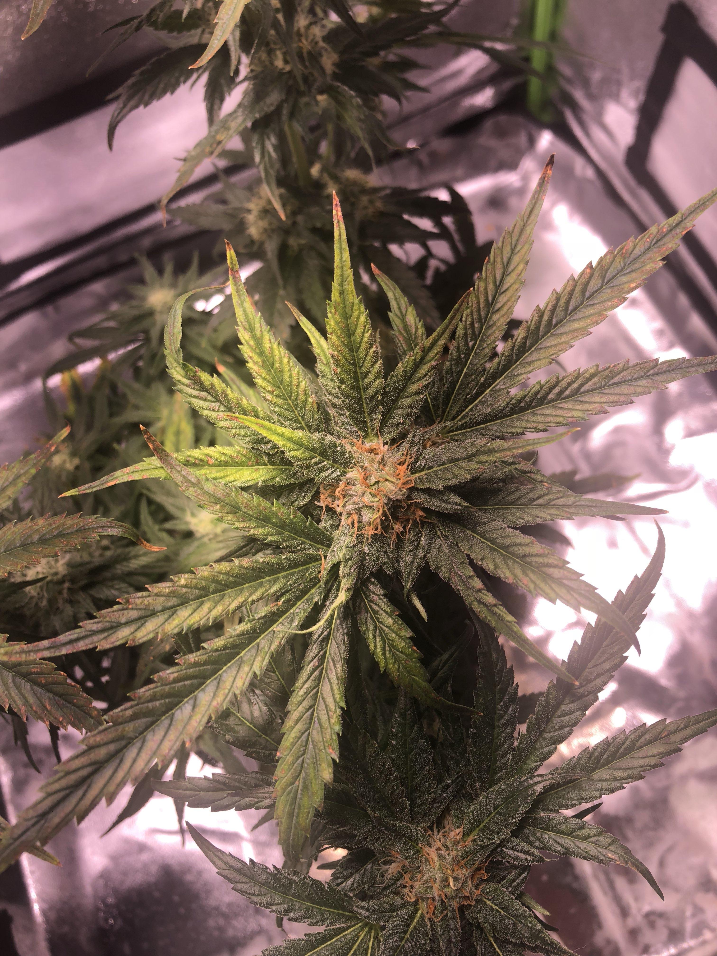 Buds not growing, leaves getting sucked dry r/SpaceBuckets
