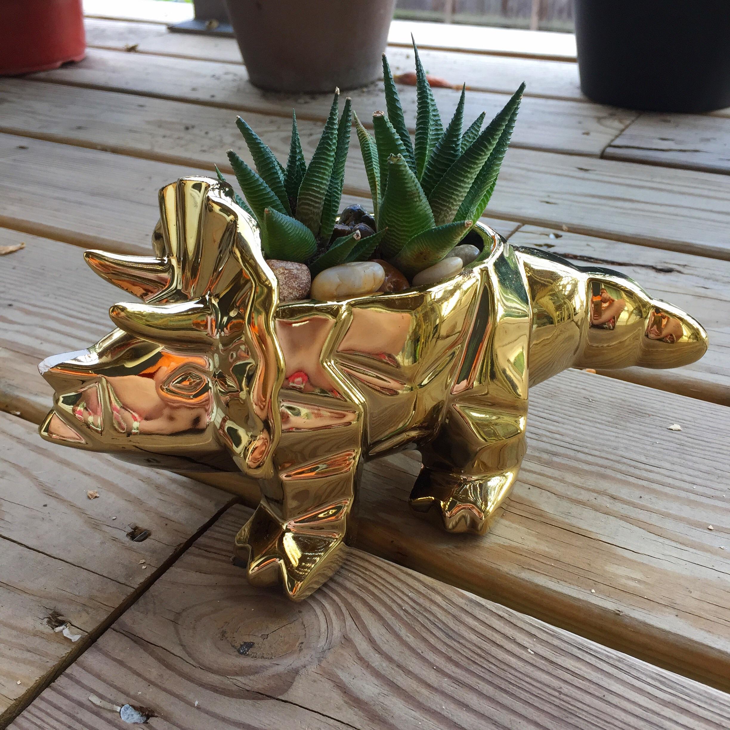 I also got a dinosaur from TJ Maxx (sadly without part of his horn