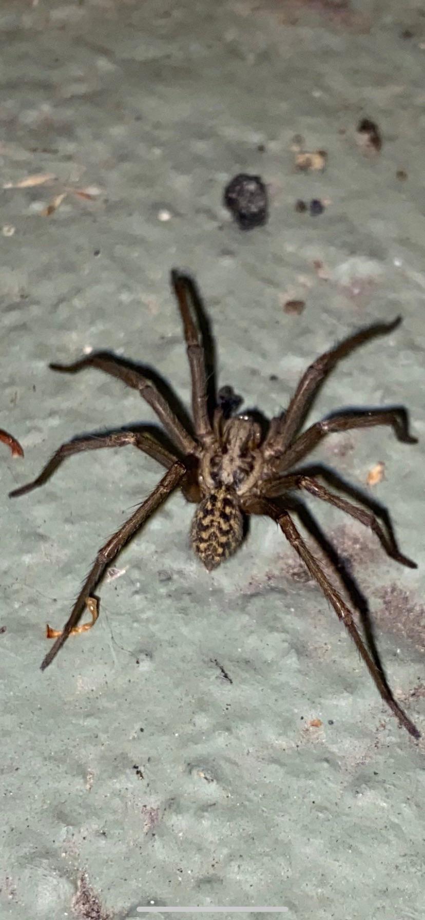 Washington(PNW) Giant House Spider? r/spiders