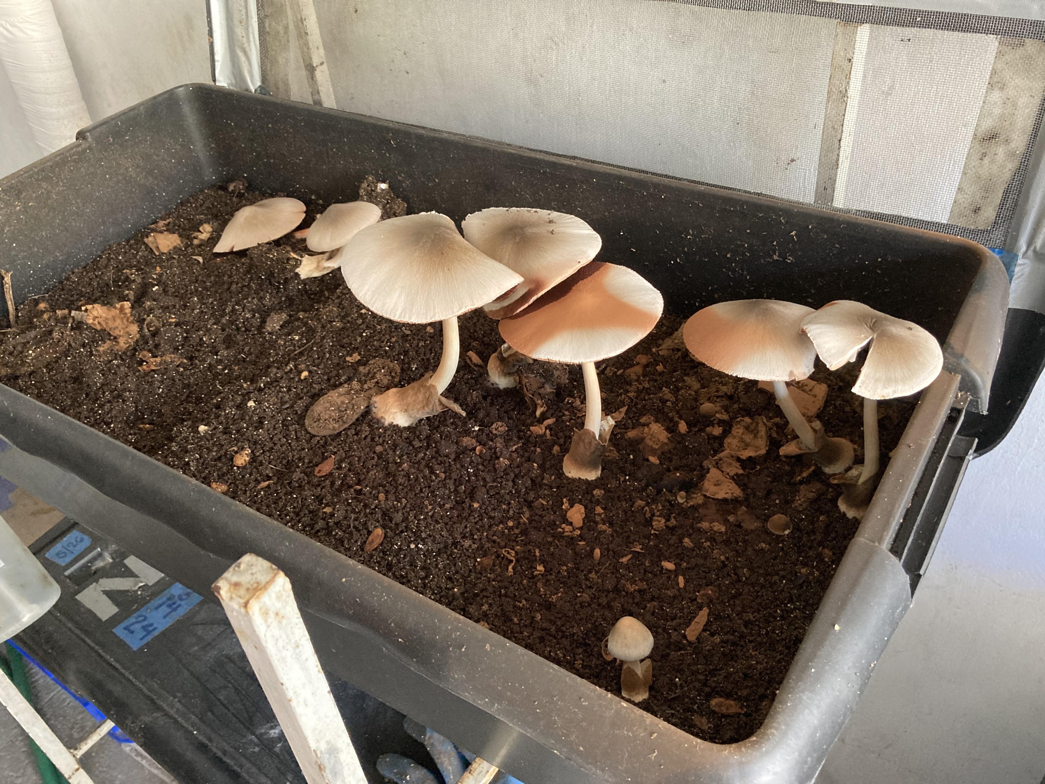 Mushrooms in a 7 month old bin. Keep or get rid? Will these bother my