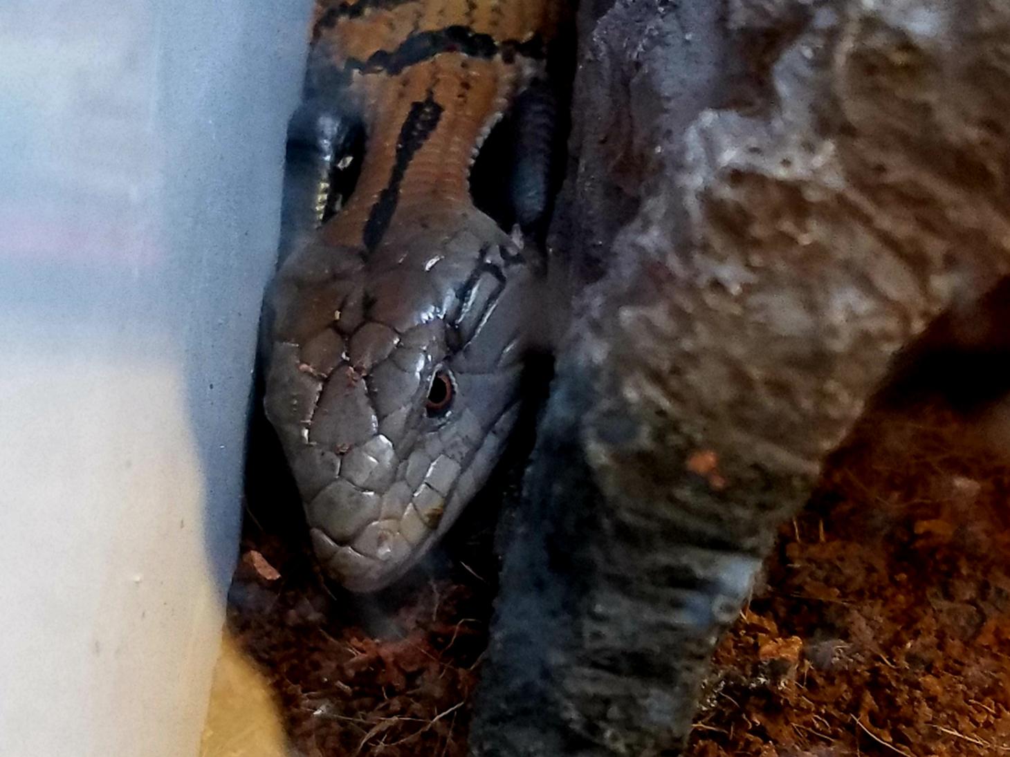 Has anyone kept blue tongue skinks? Anything tricky with