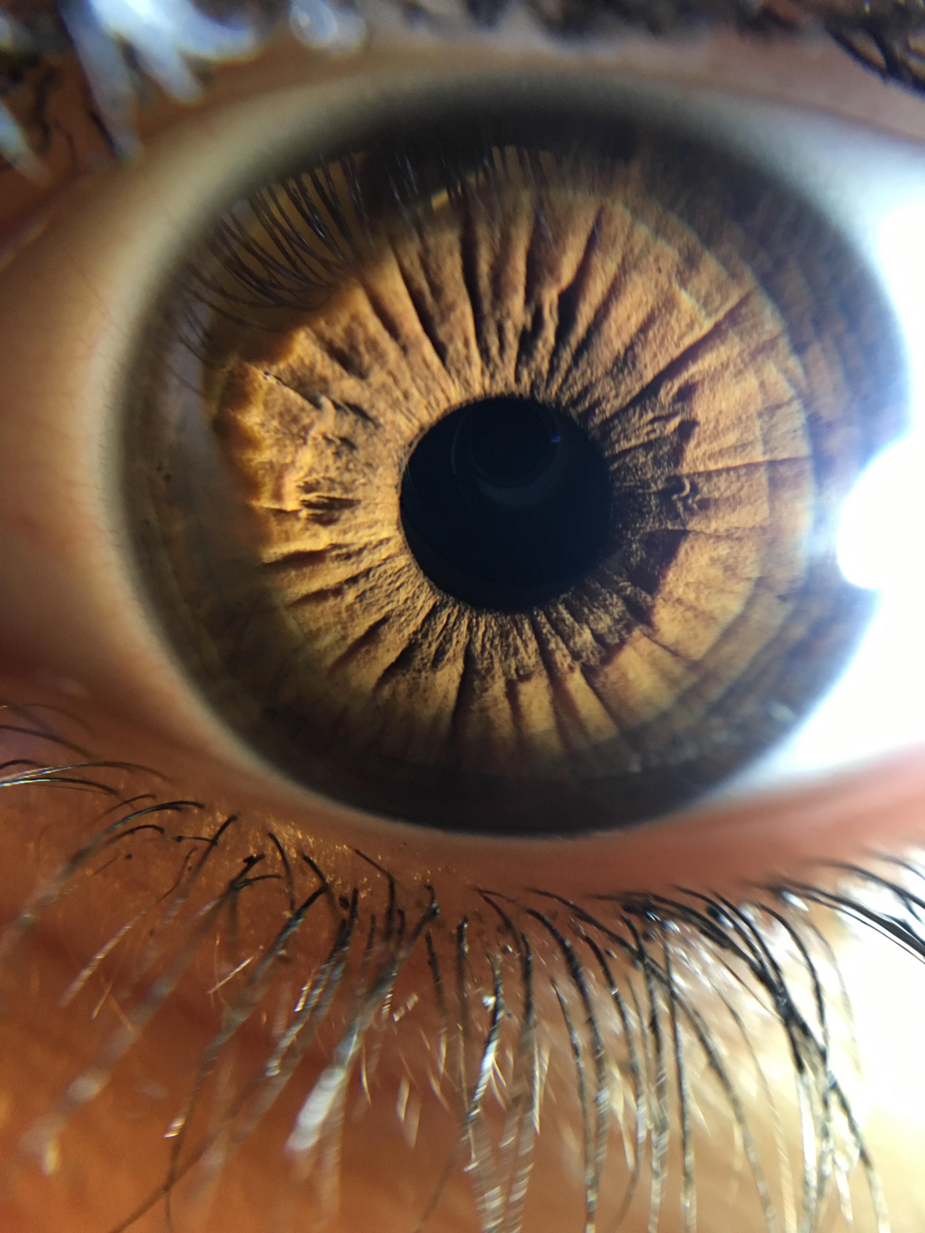 ITAP of my eye, taken with my iPhone and a camera attachment. r