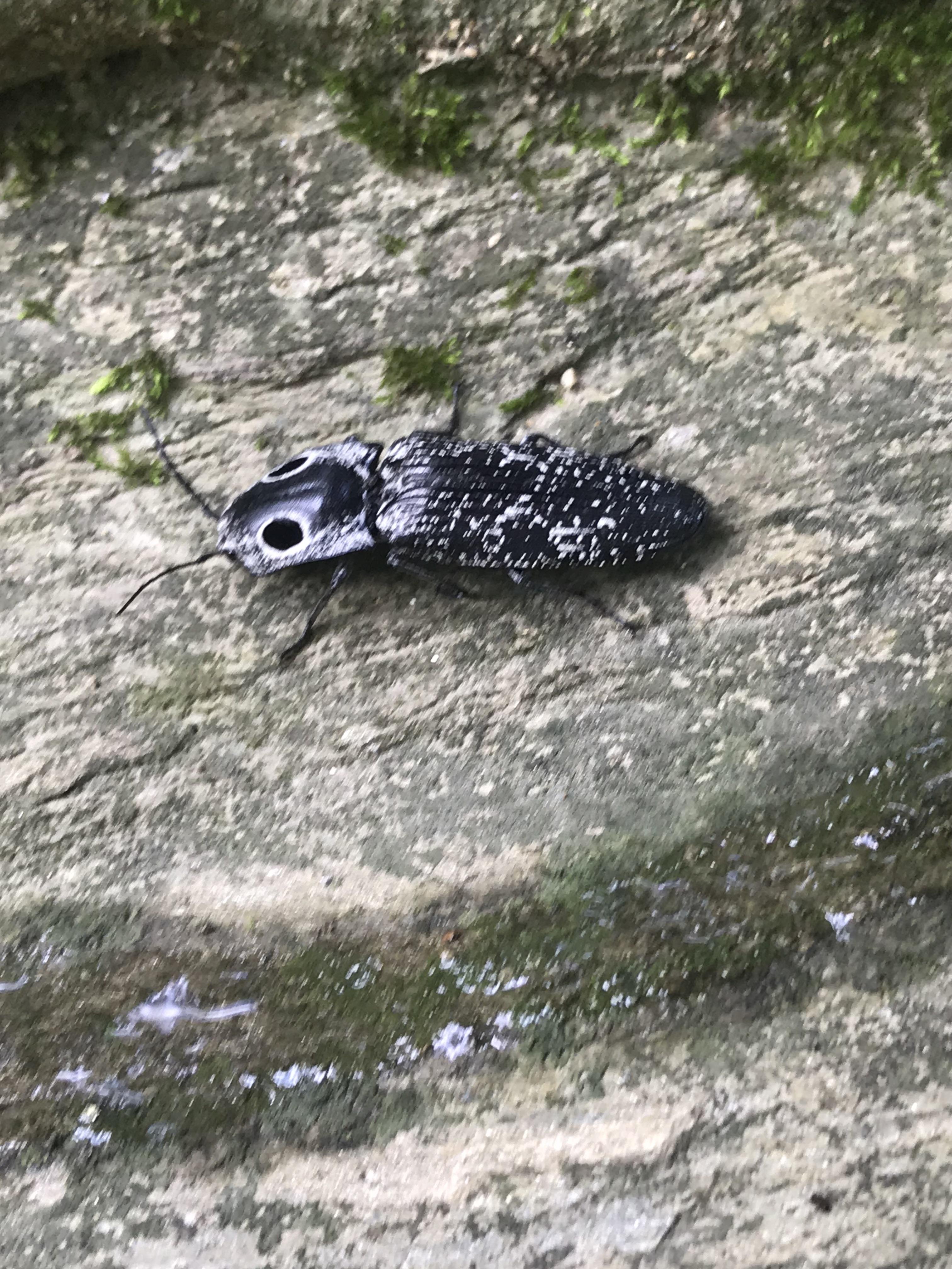 Found on a creek bank in Damascus MD. r/whatsthisbug