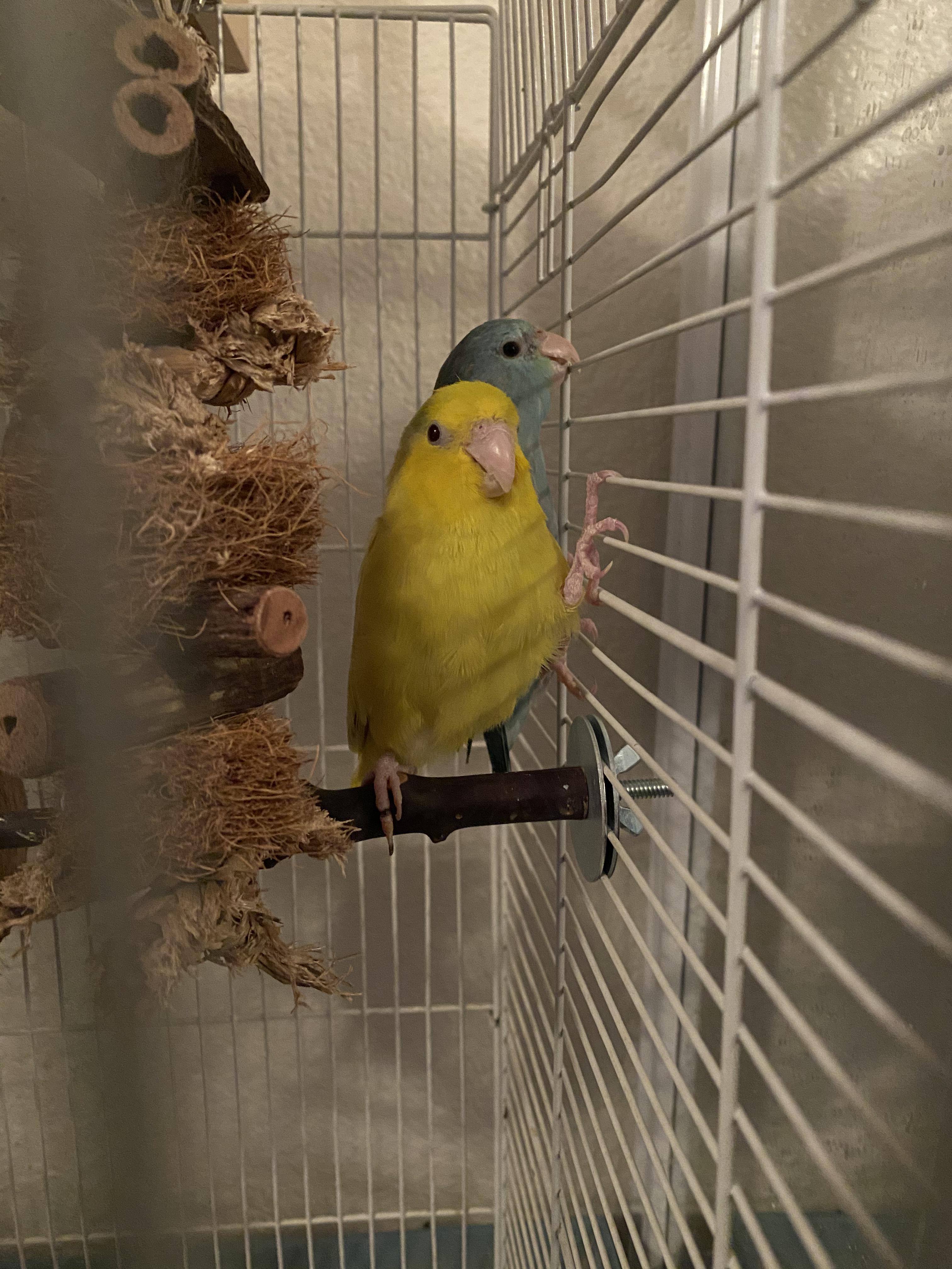 What kind of toys do your parrotlets like? Parrotlet