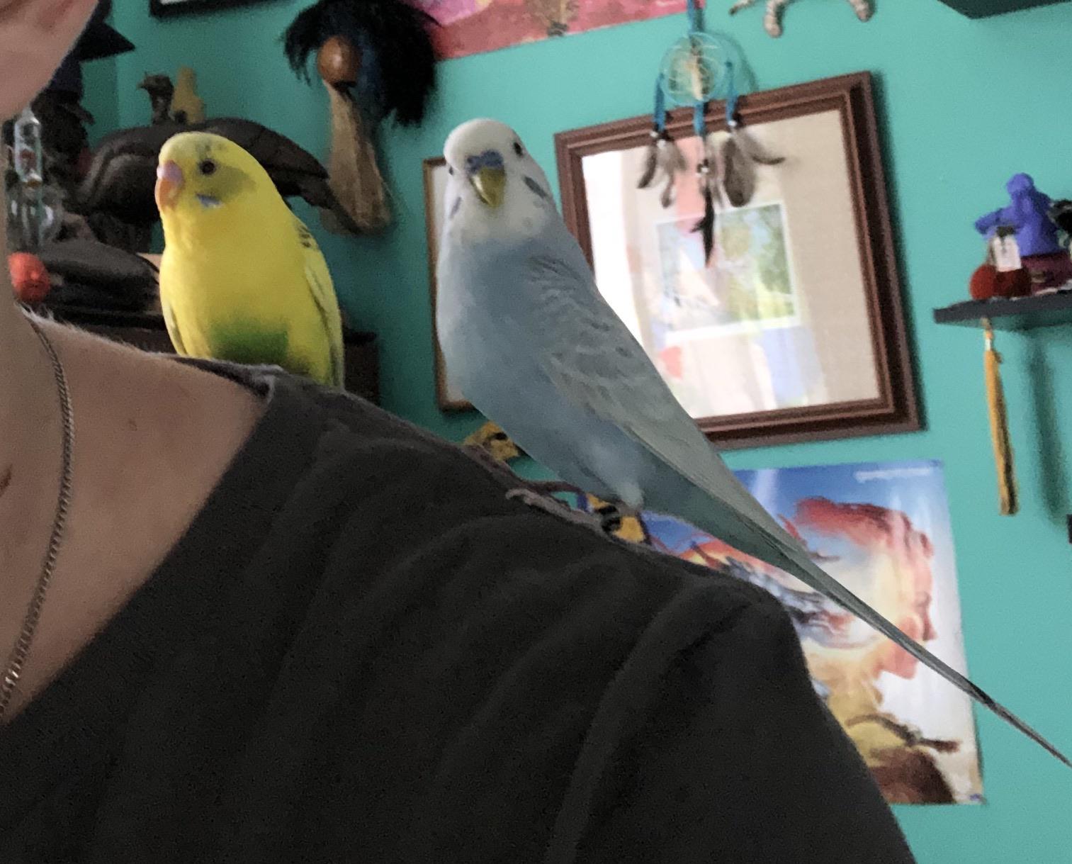 Is it ok that my parakeets like my shoulder more than my finger? r