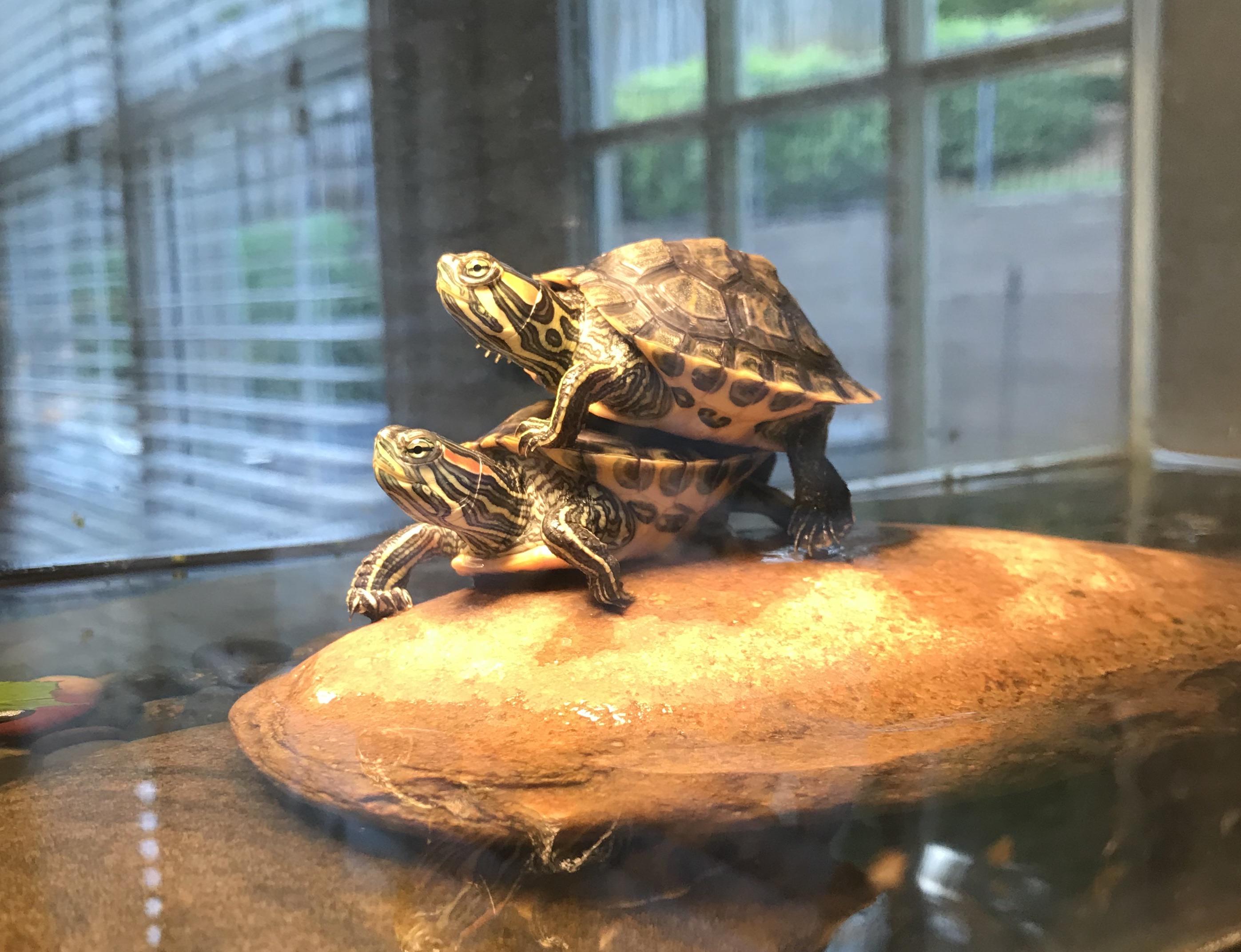 My turtles stack on top of each other to get closer to the heat lamp