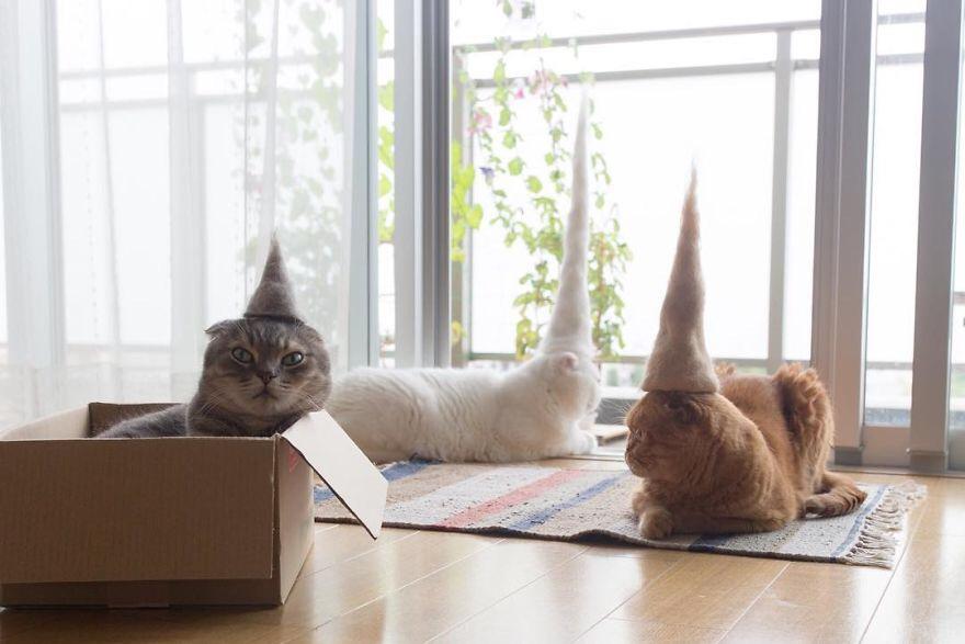 Cats in Hats Made From Their Own Hair r/cats