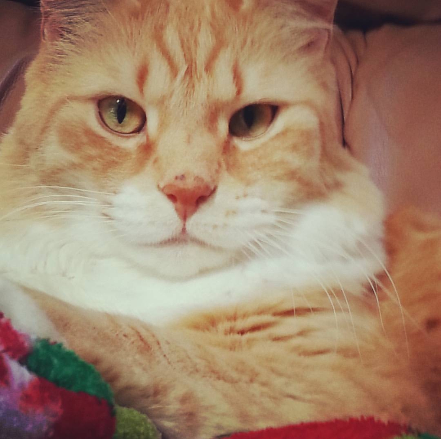 This morning my baby had to be put down. Got him when I and my brother