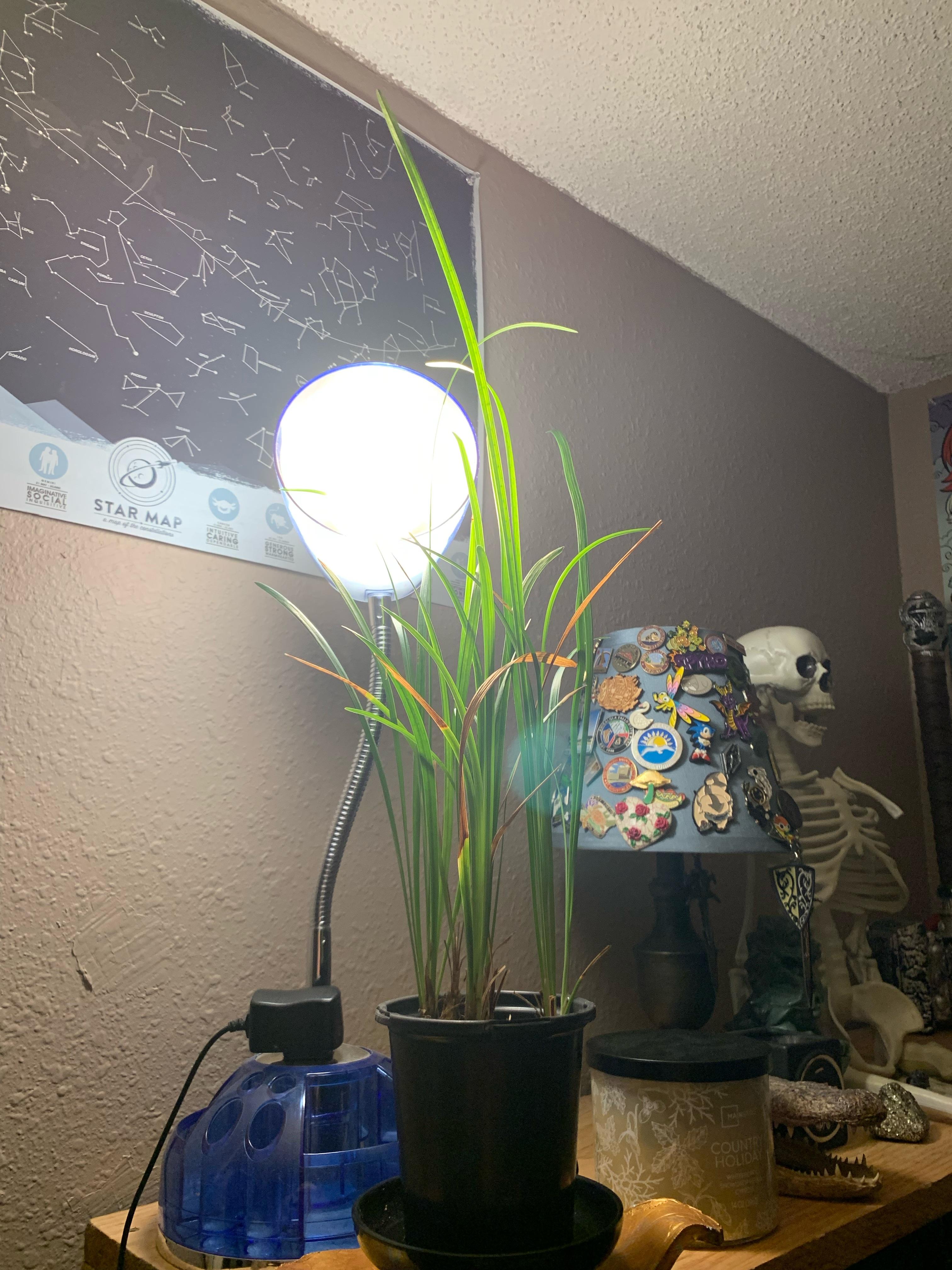 Doing a trial run on some random grass I found a few months ago. While