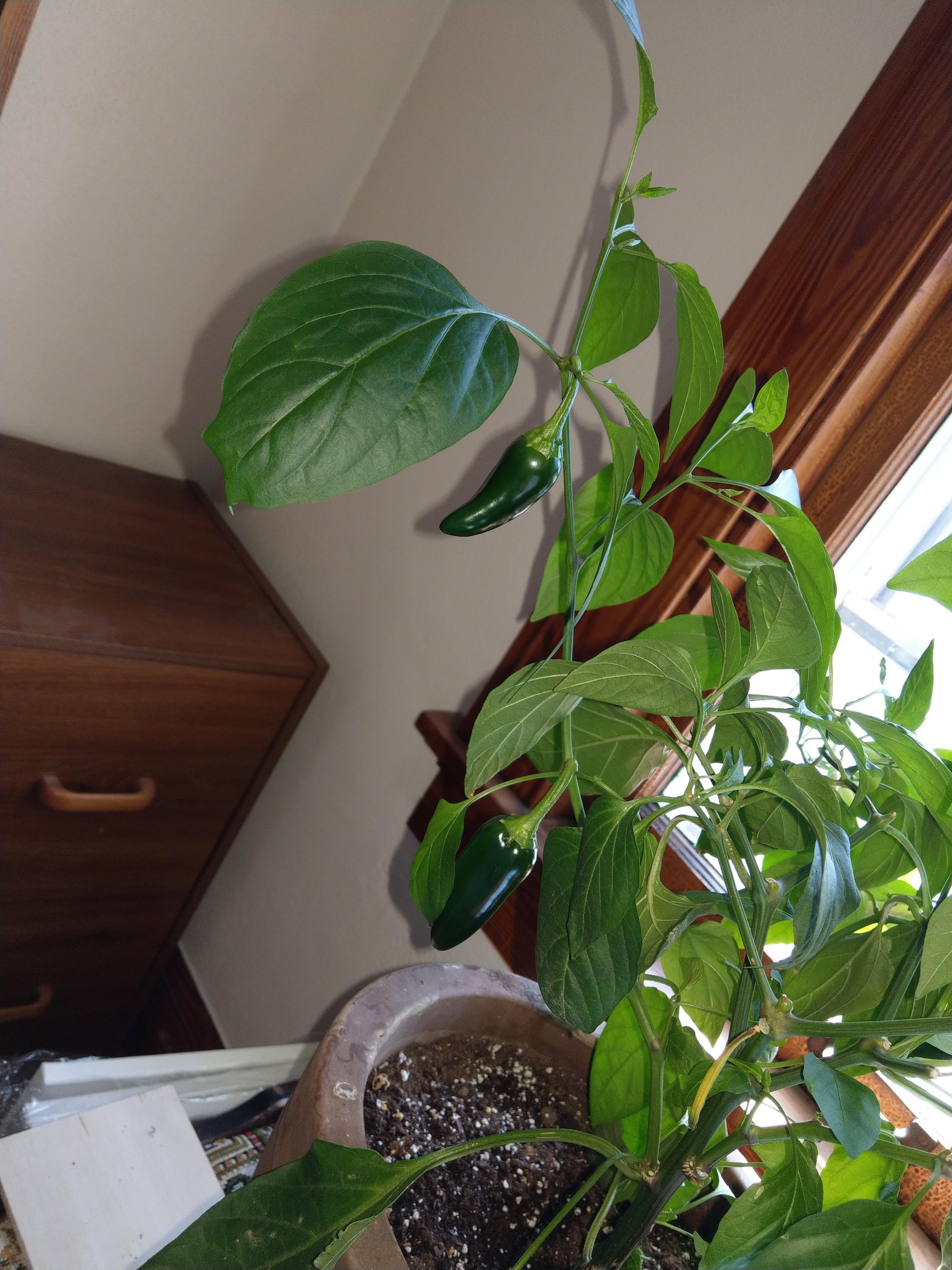 SE Wisconsin wintered jalapeno pepper plant. Not just living...thriving